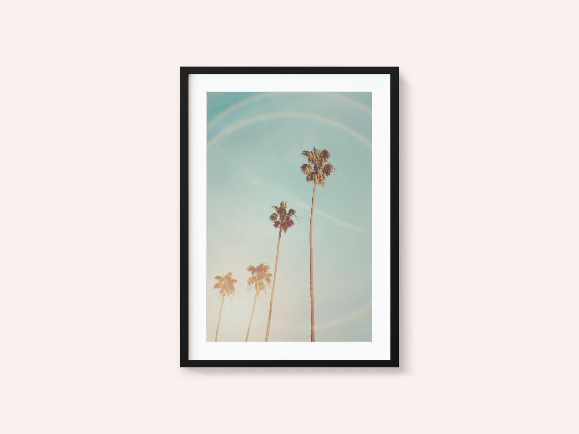 Sunny Cali Palm Tree