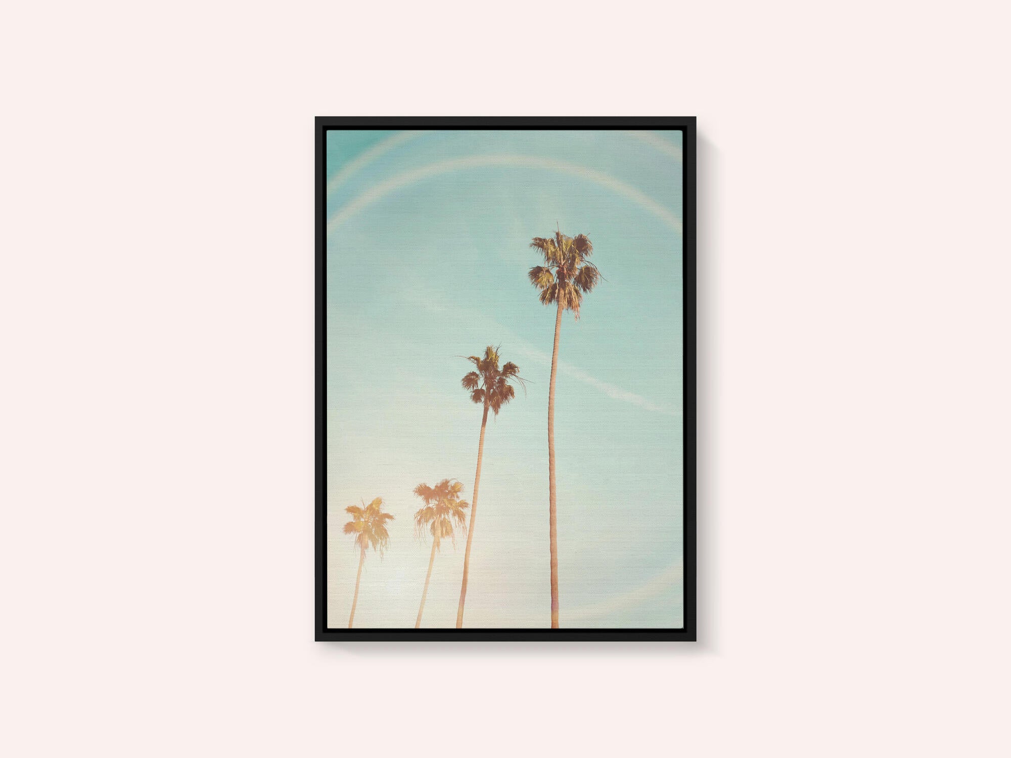 Sunny Cali Palm Tree