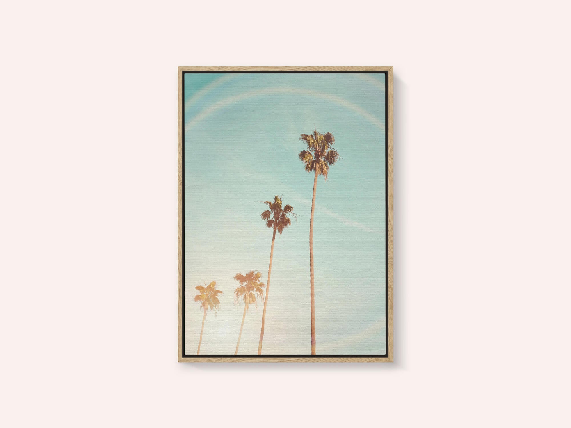 Sunny Cali Palm Tree