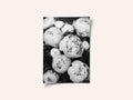 Peonies