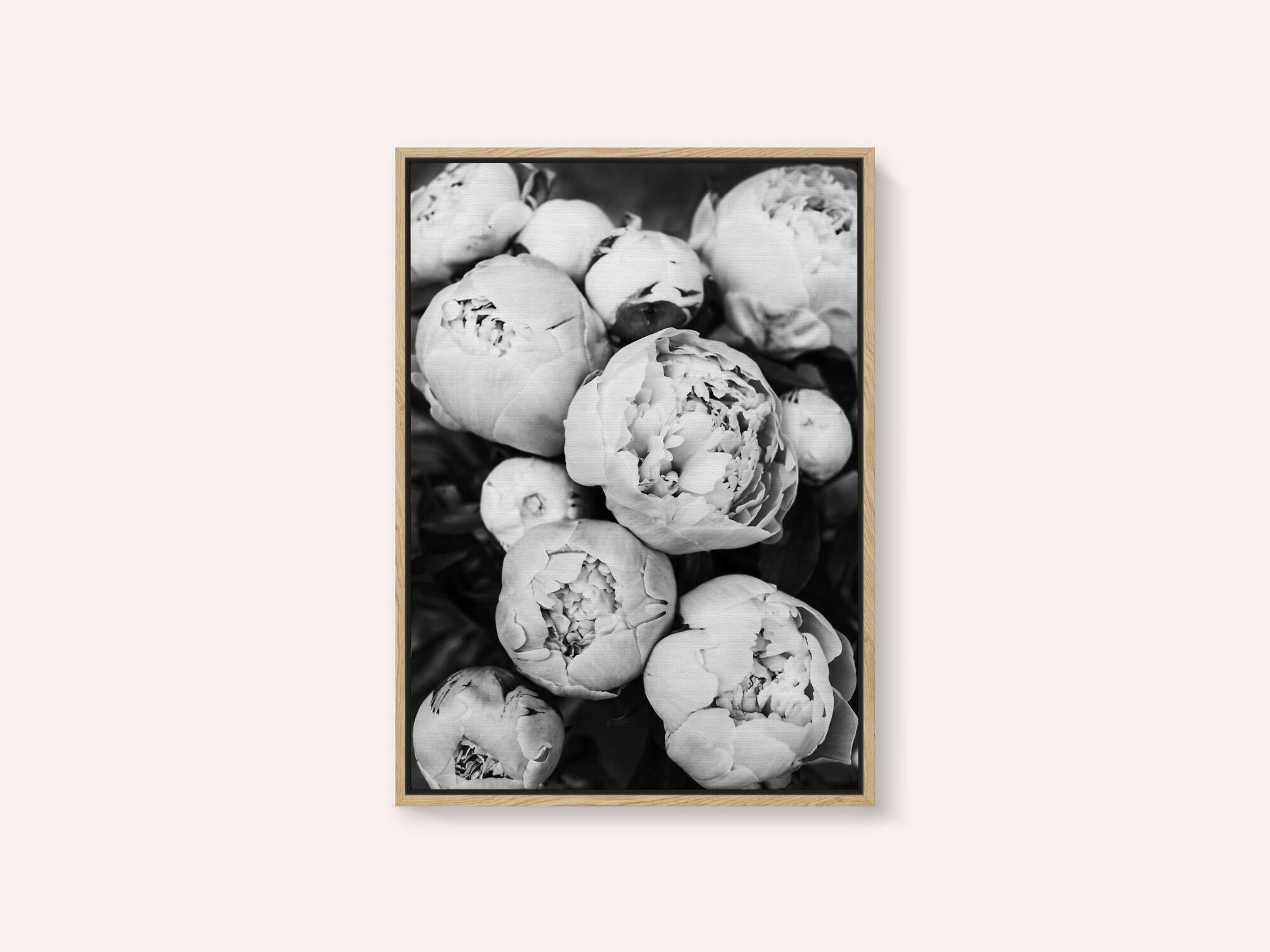 Peonies