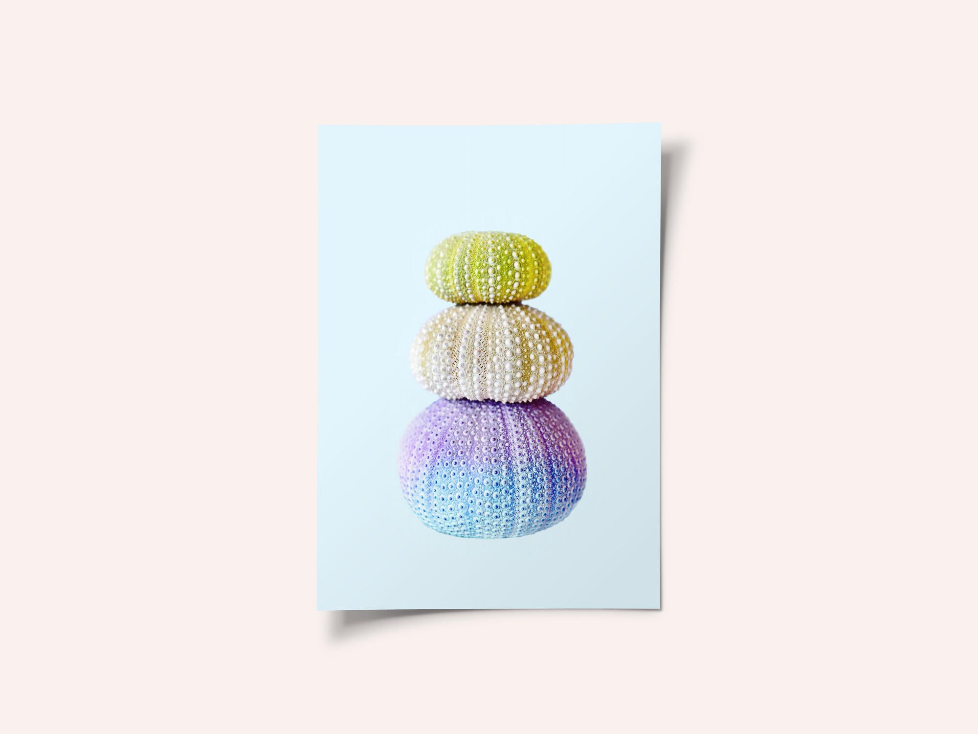 Sea Urchins