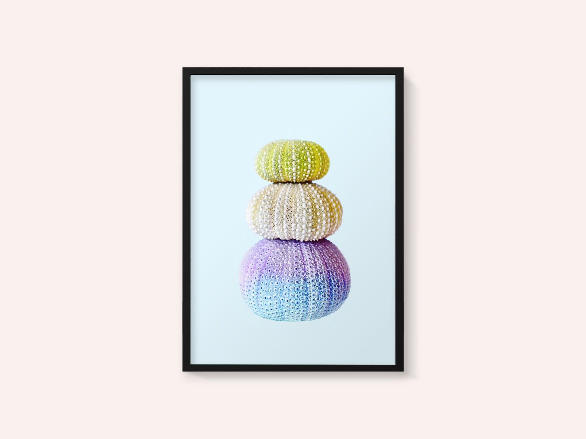 Sea Urchins
