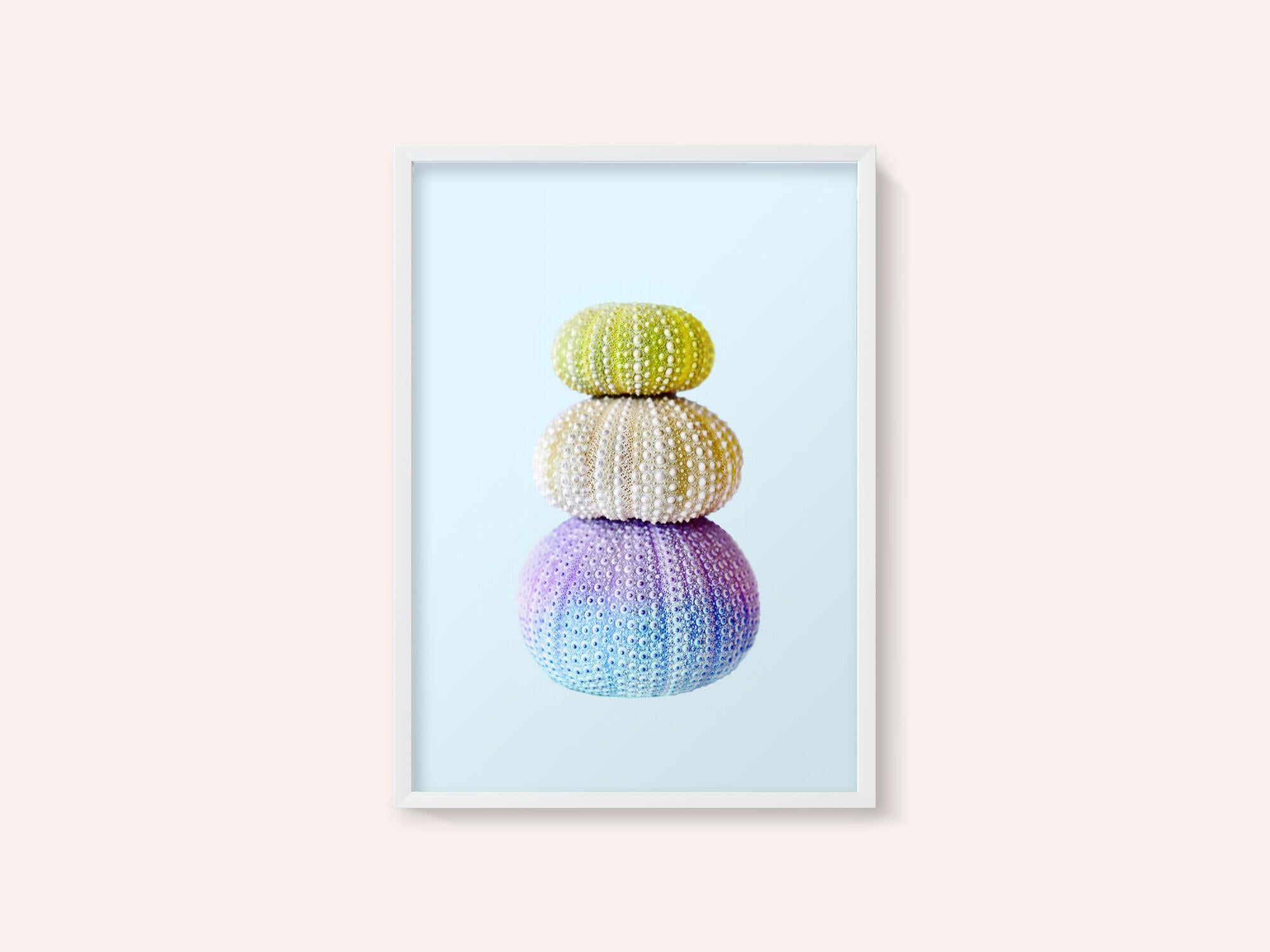 Sea Urchins