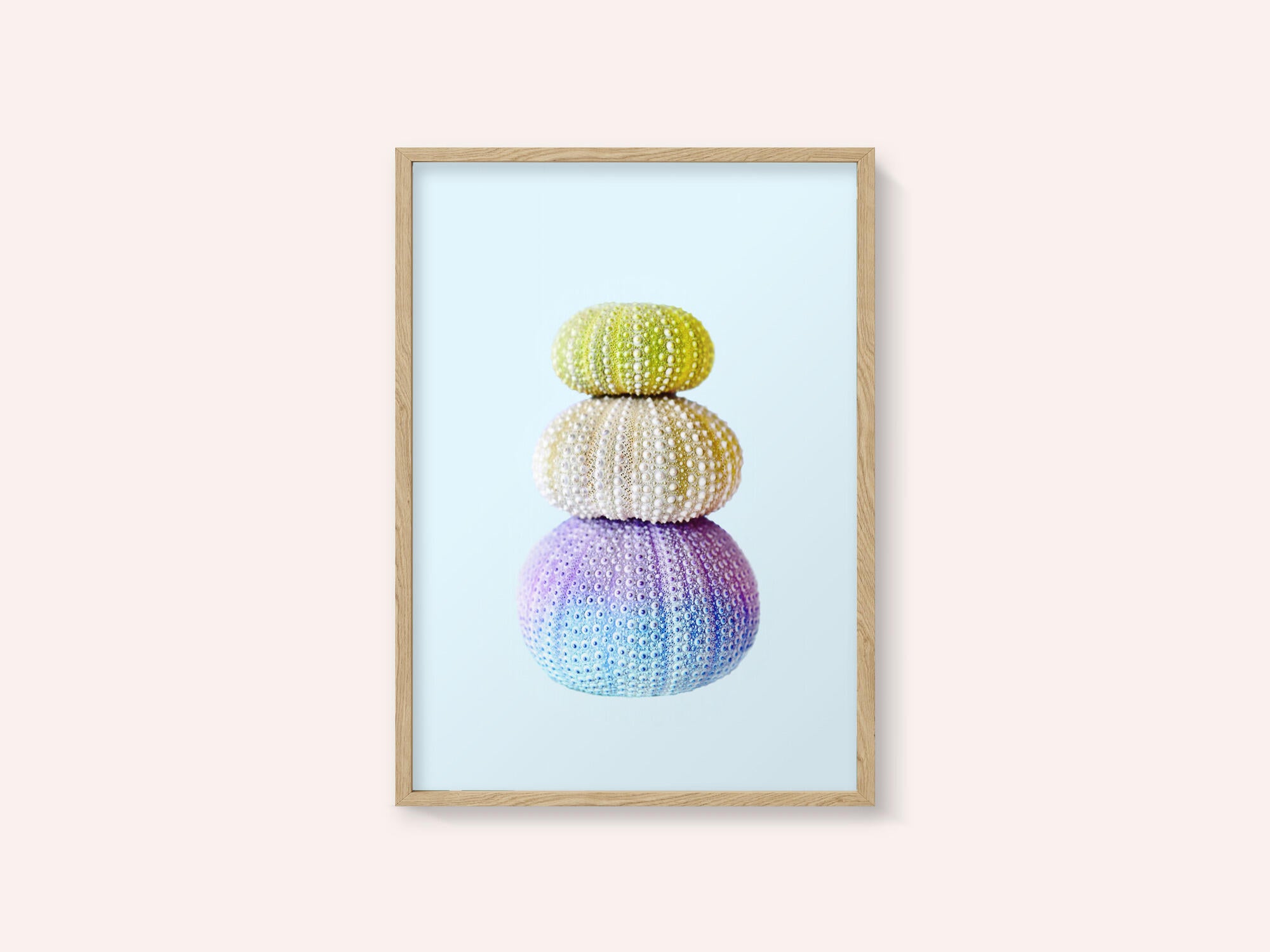 Sea Urchins