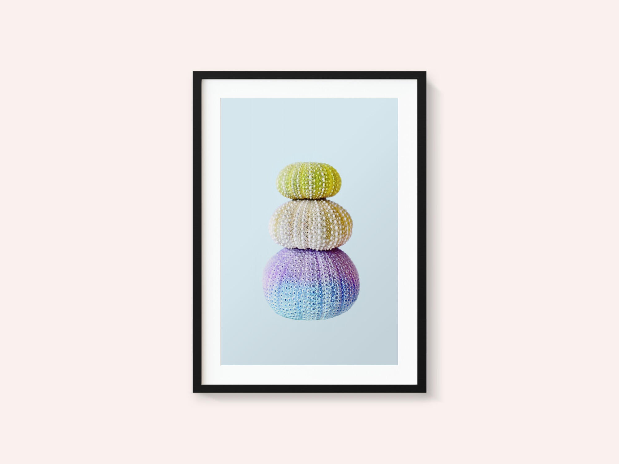 Sea Urchins