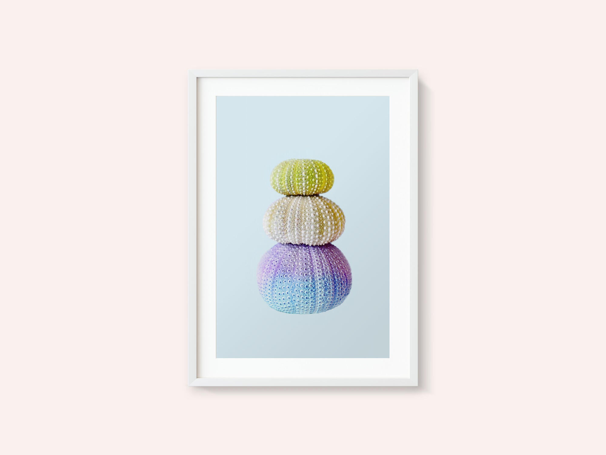 Sea Urchins