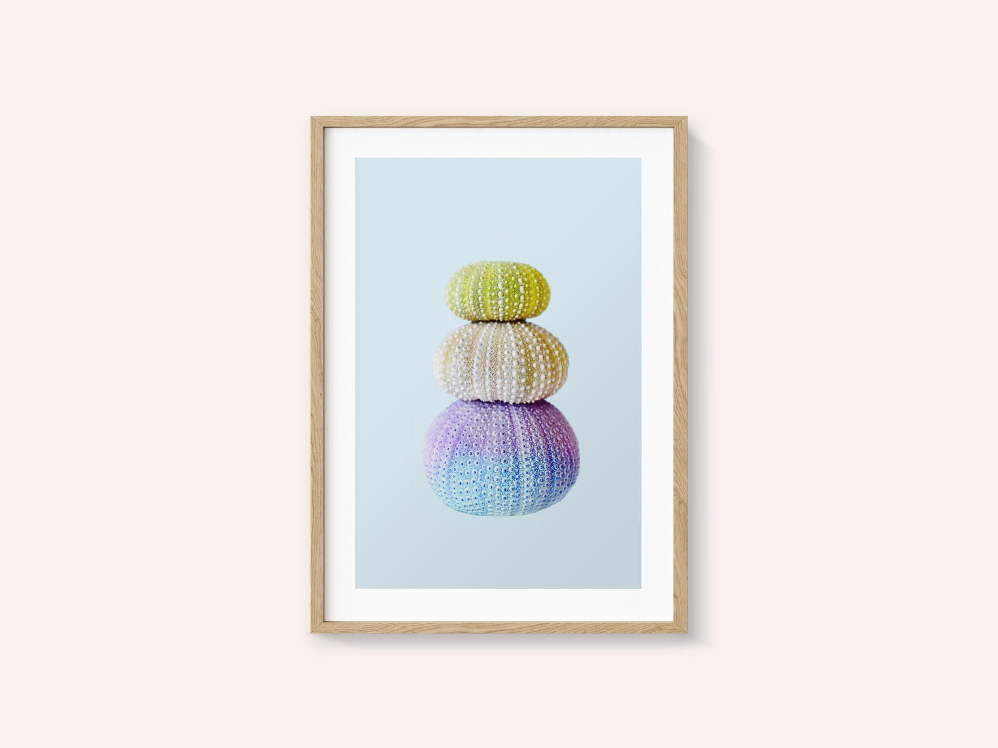 Sea Urchins