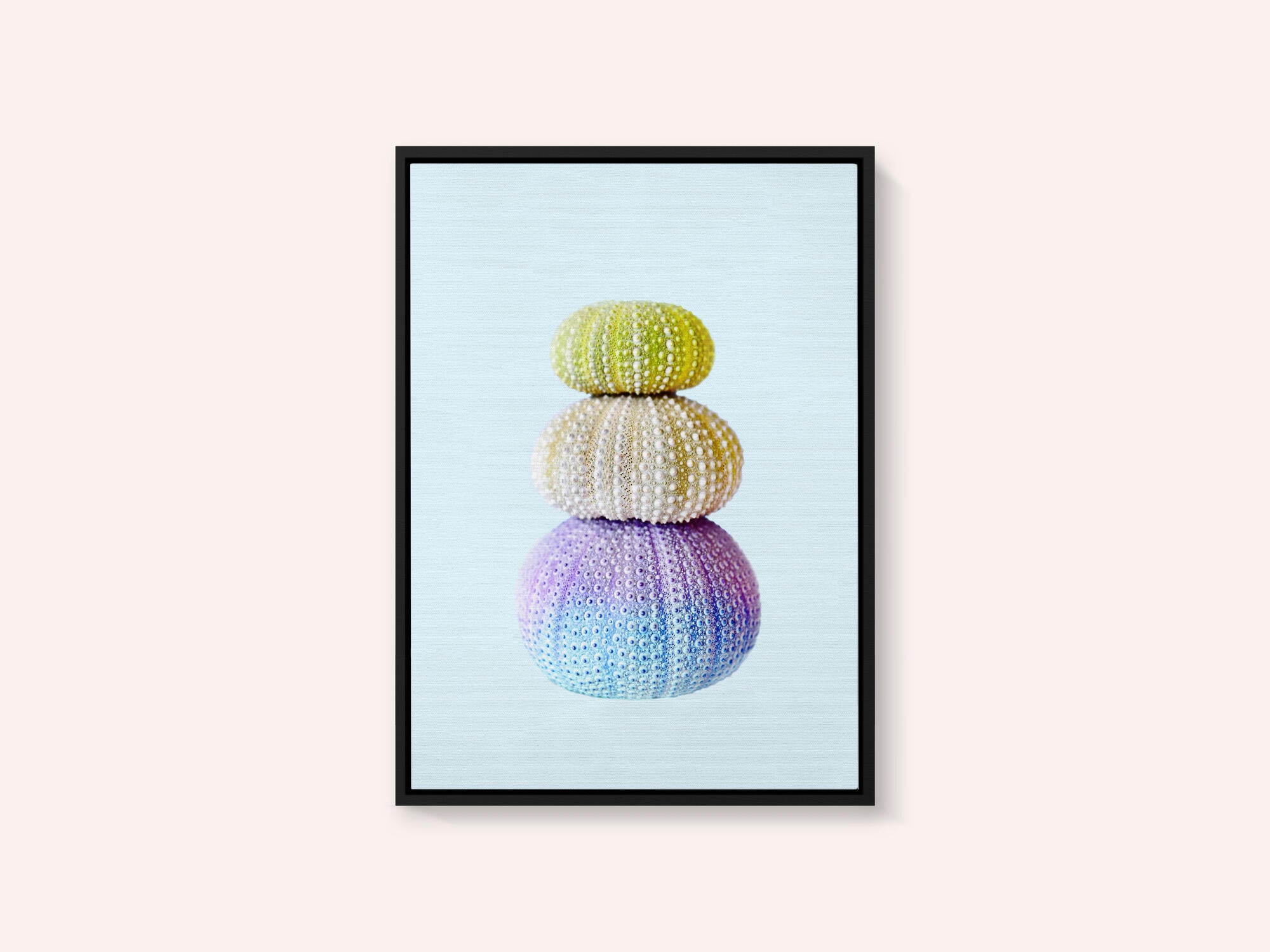 Sea Urchins