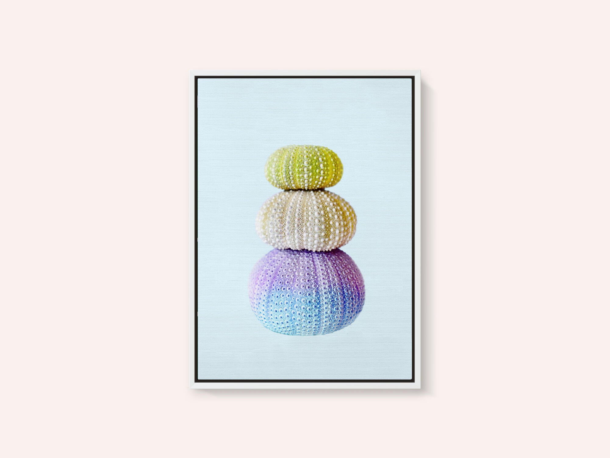 Sea Urchins