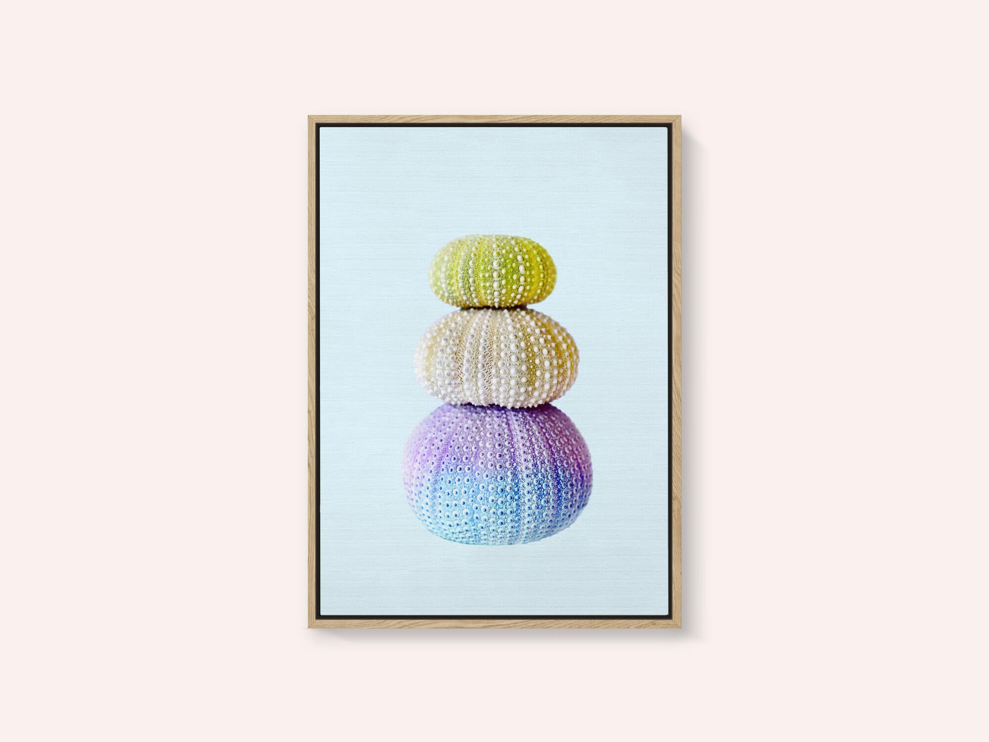 Sea Urchins