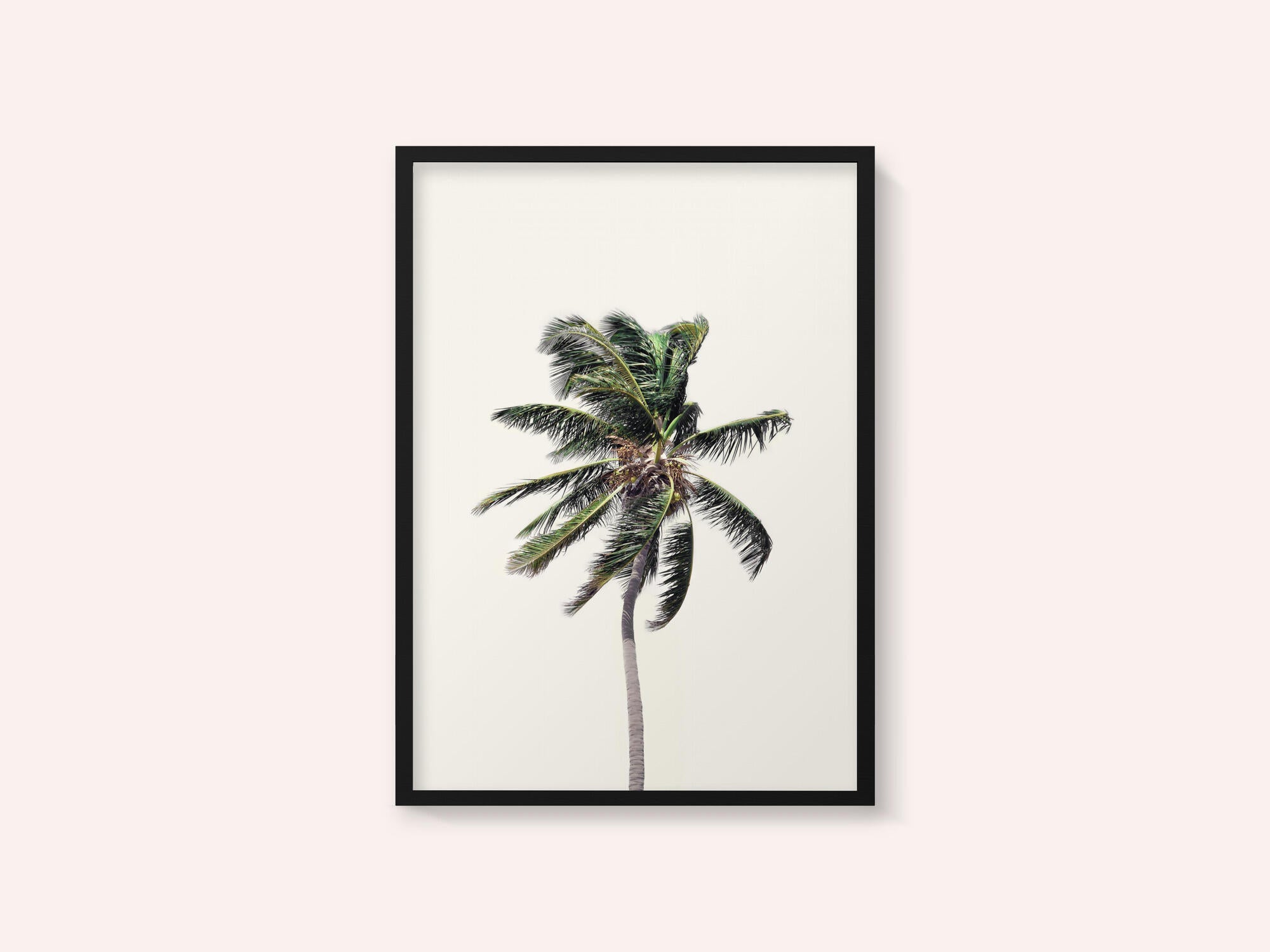 Windy Palm Tree
