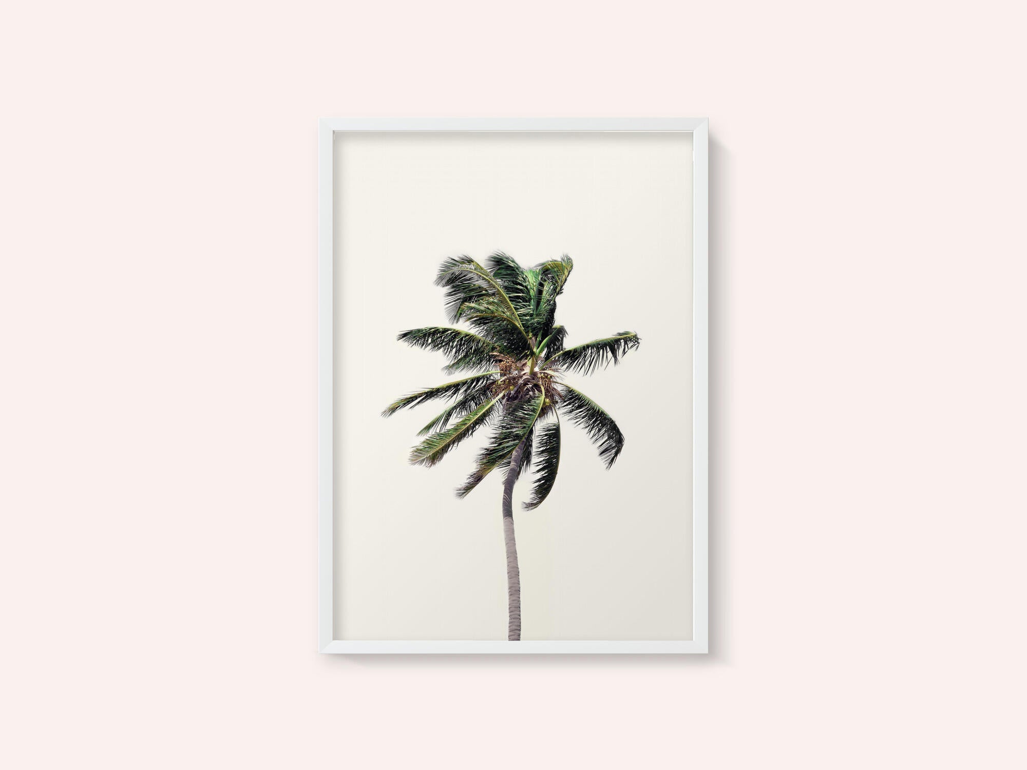 Windy Palm Tree