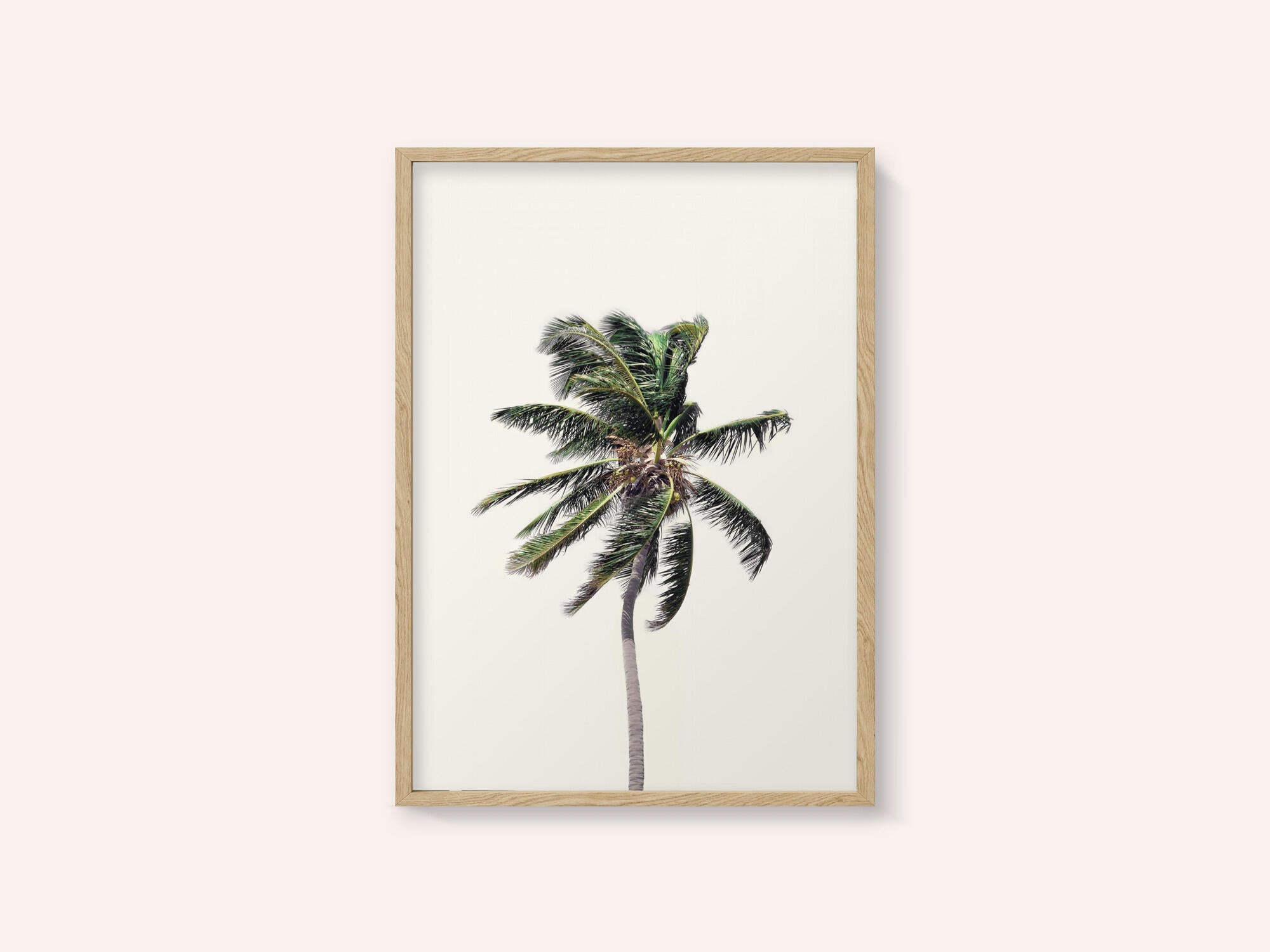 Windy Palm Tree