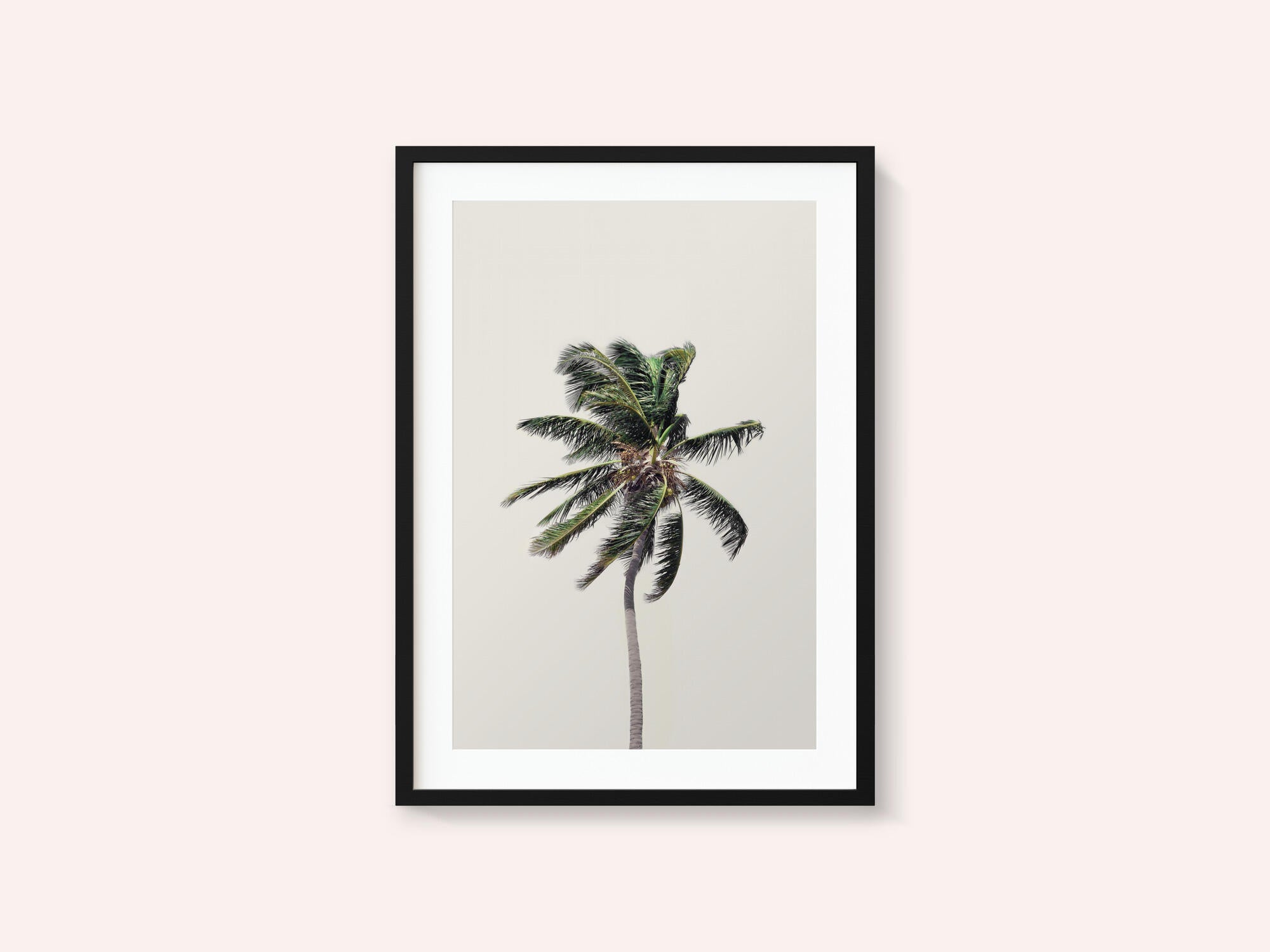 Windy Palm Tree