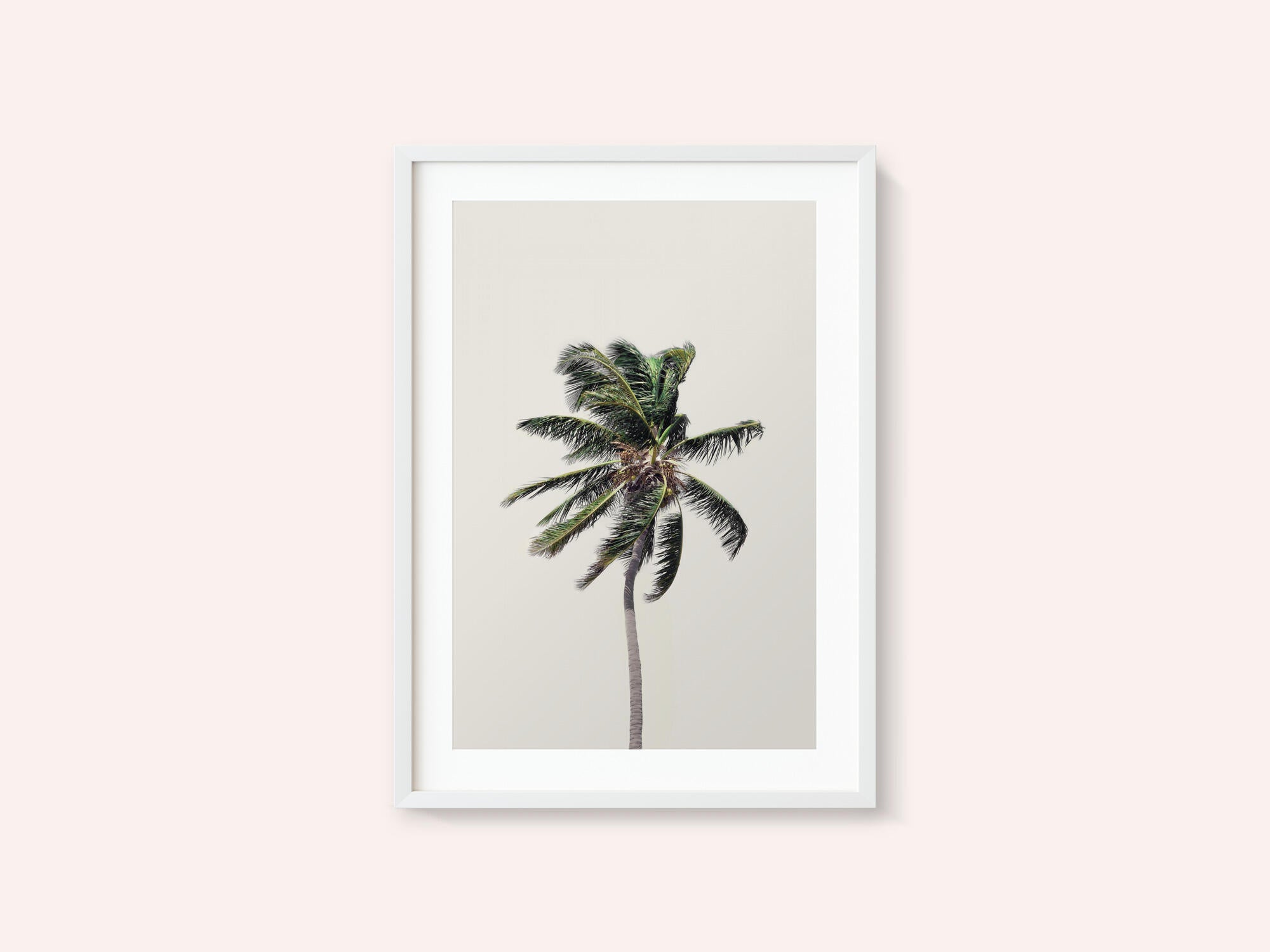 Windy Palm Tree
