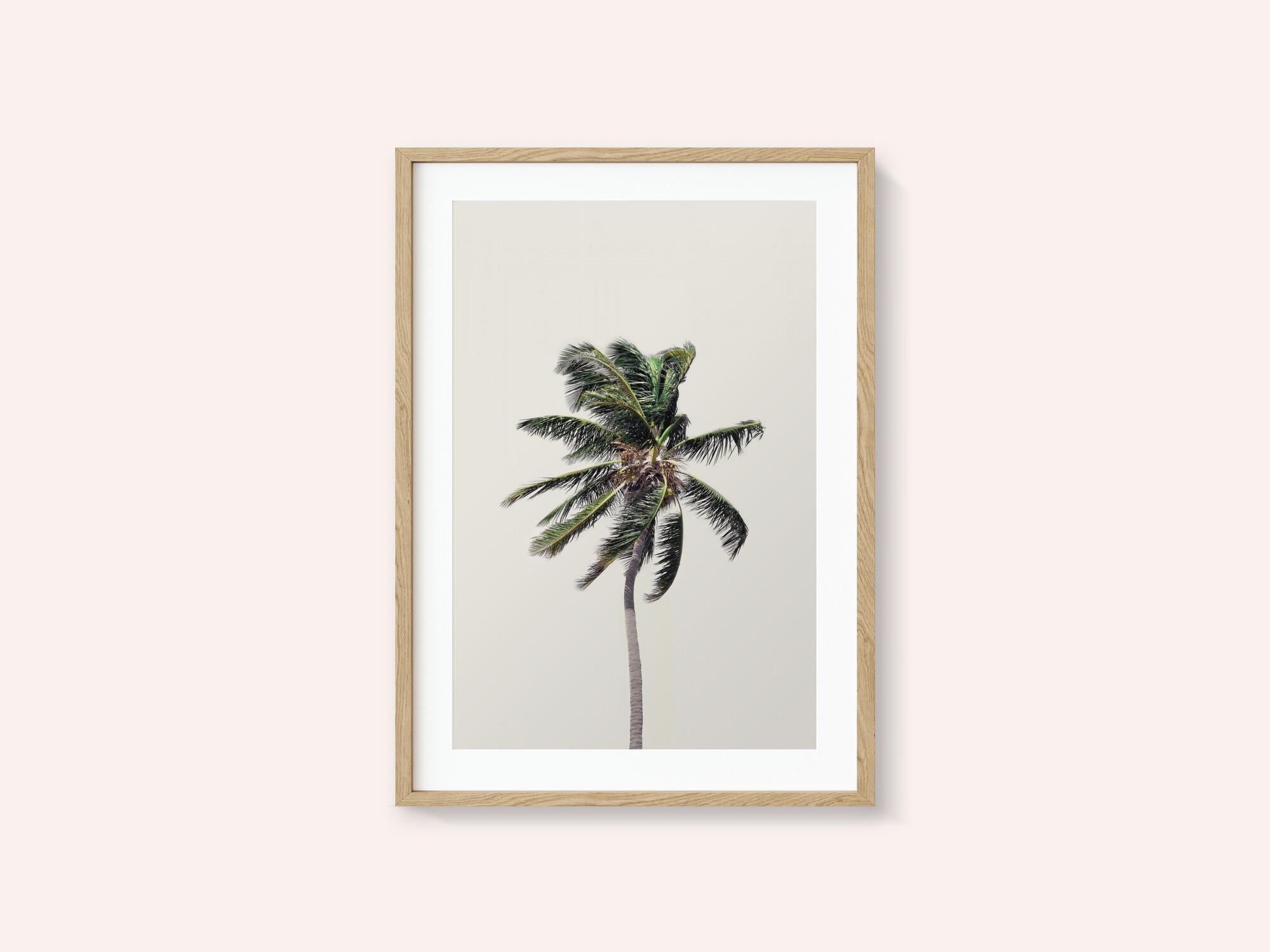 Windy Palm Tree