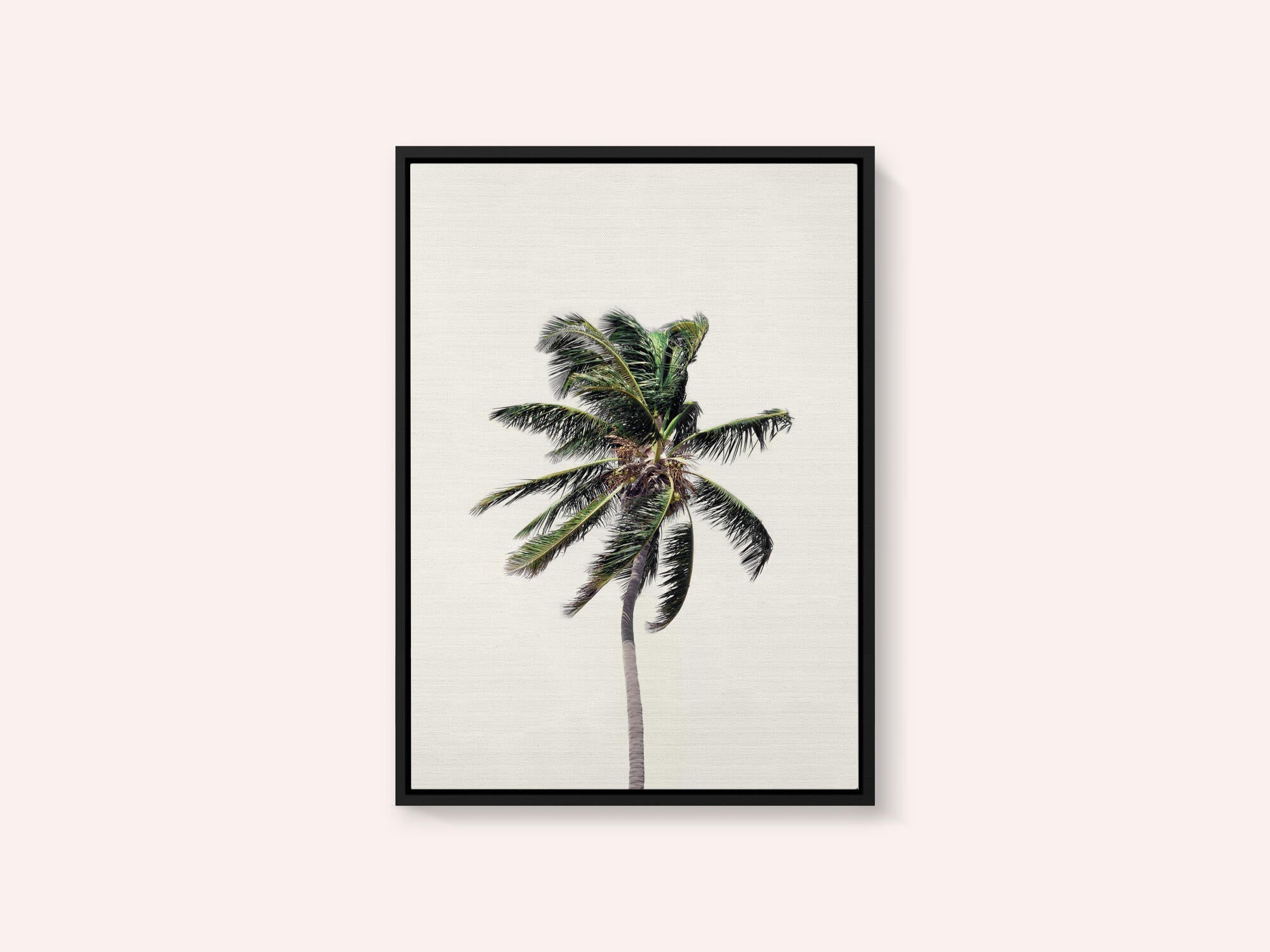 Windy Palm Tree