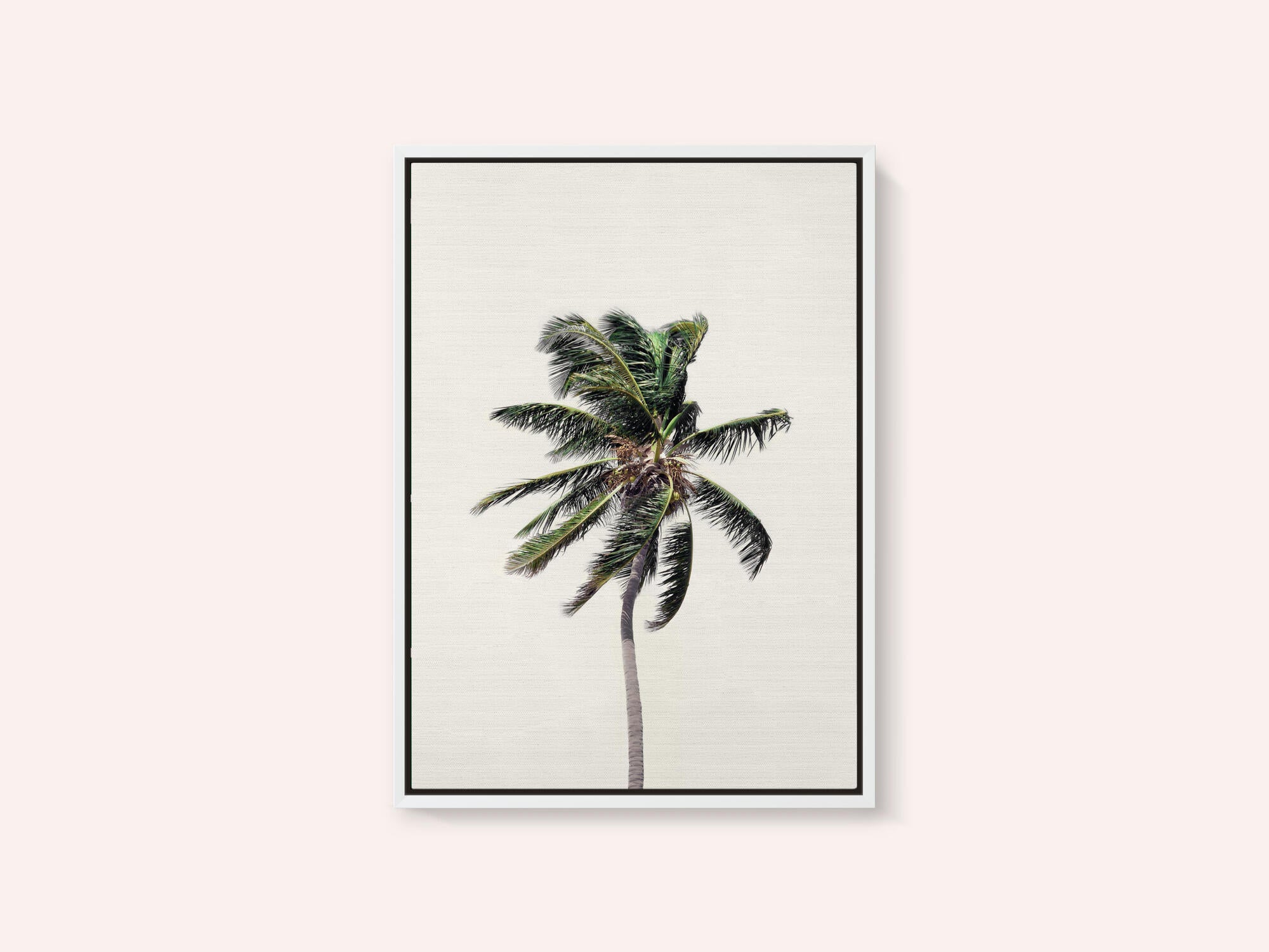 Windy Palm Tree