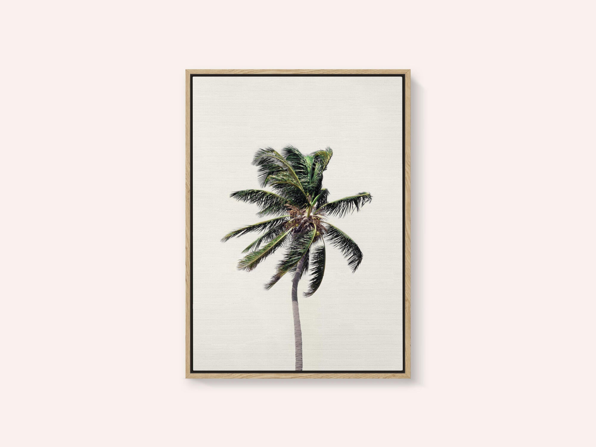 Windy Palm Tree