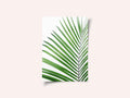 Green Palm Leaf
