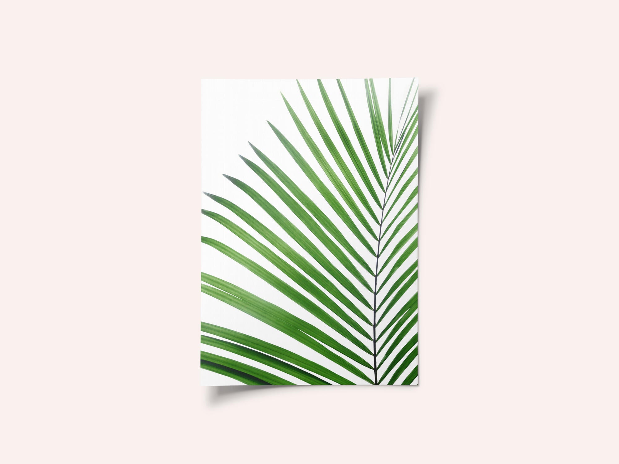 Green Palm Leaf