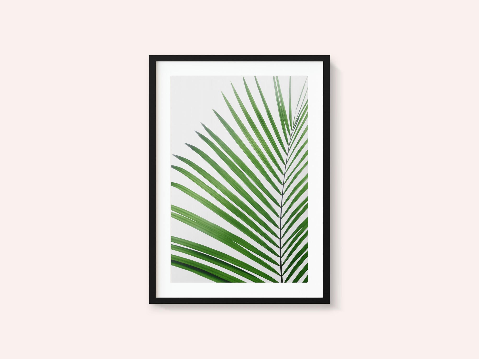 Green Palm Leaf