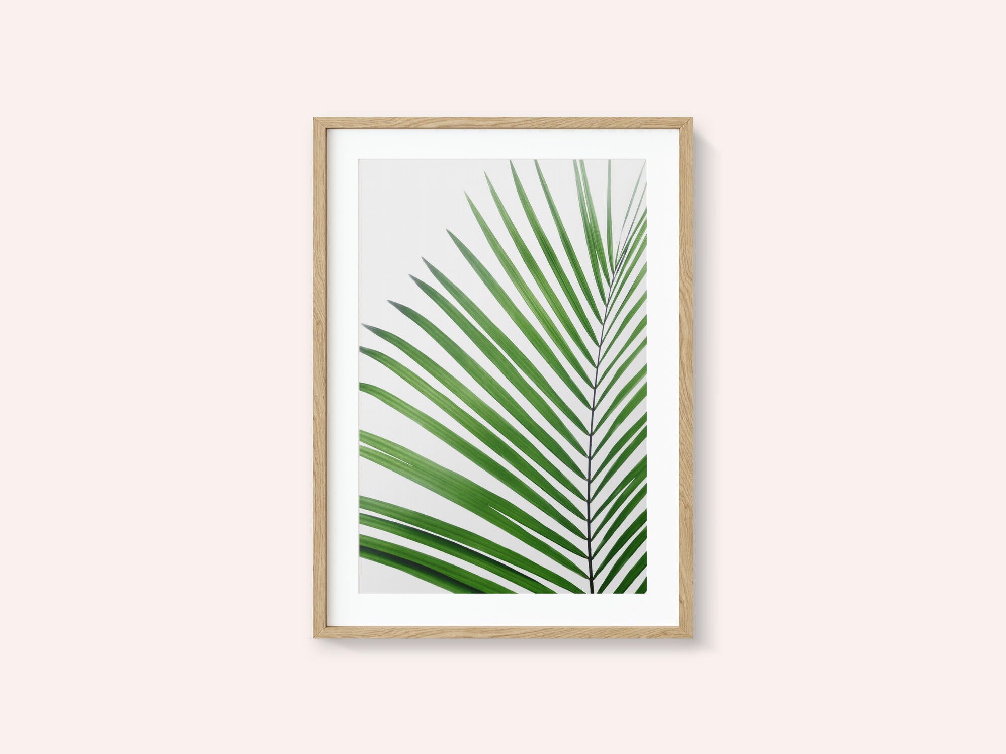 Green Palm Leaf
