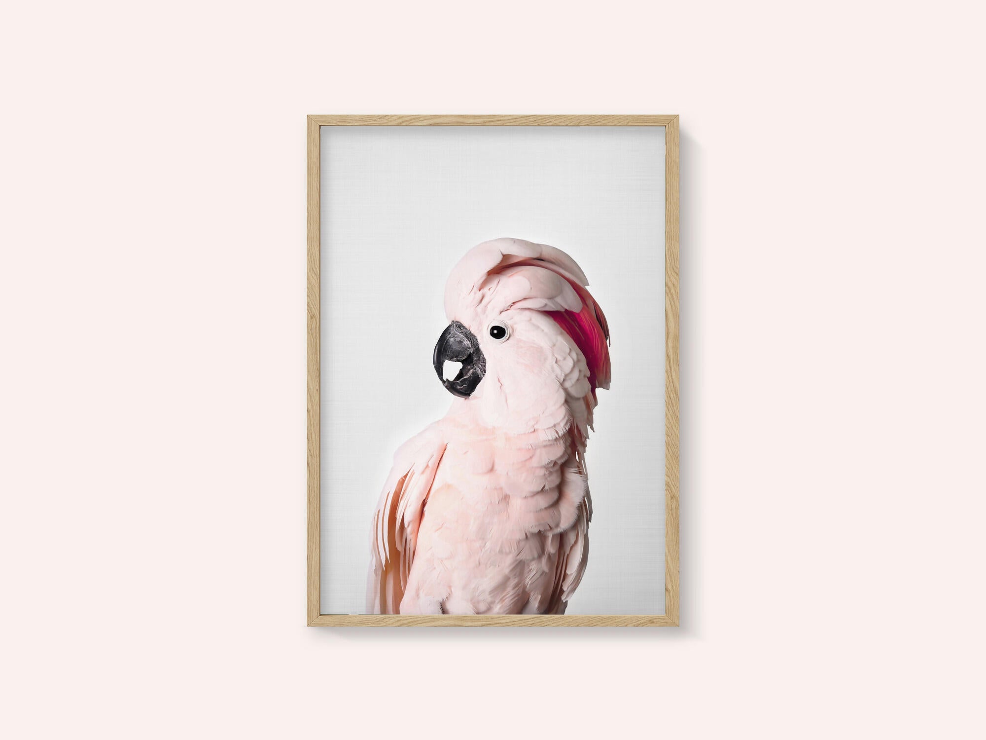 Pink Cockatoo