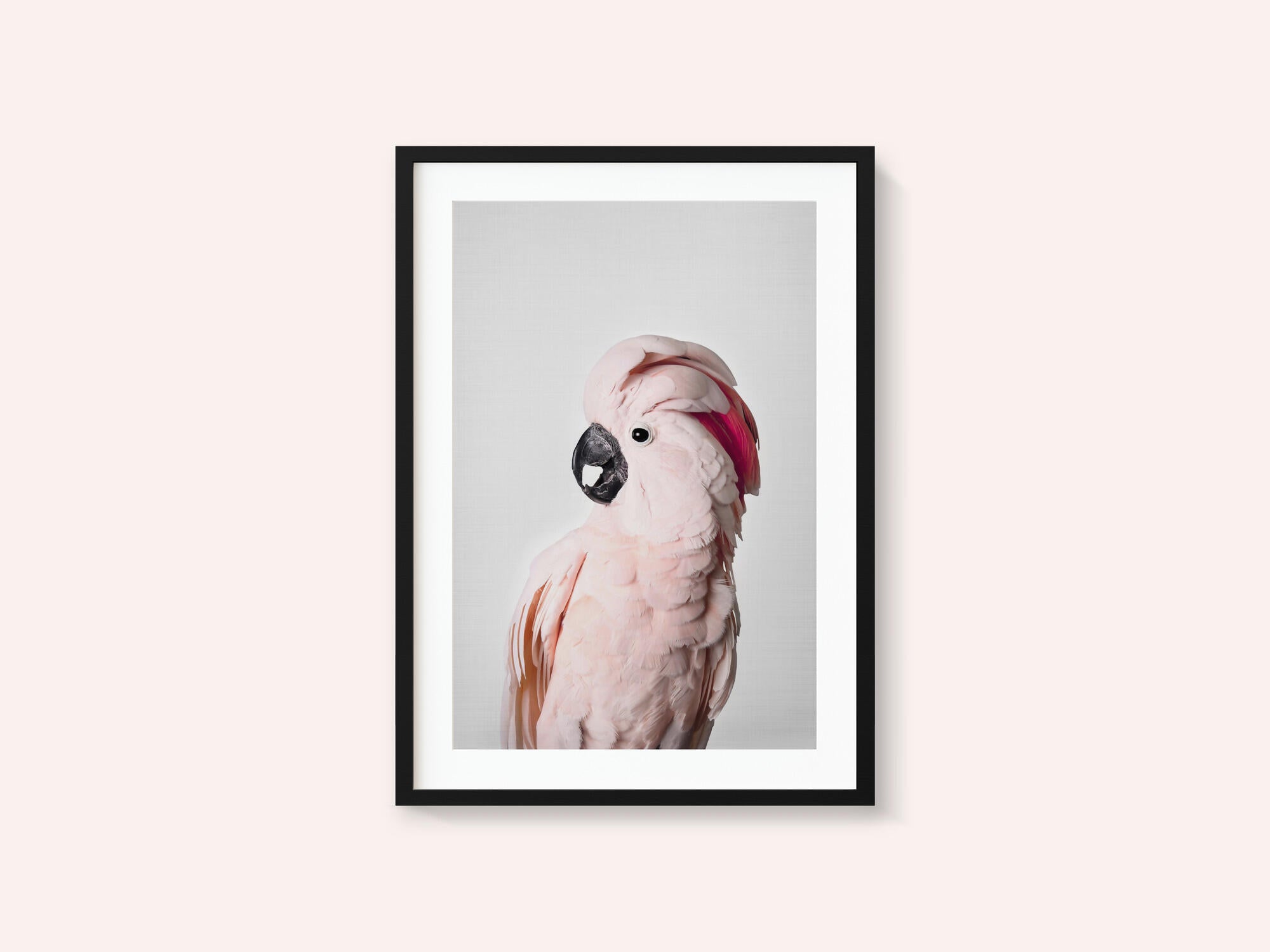 Pink Cockatoo