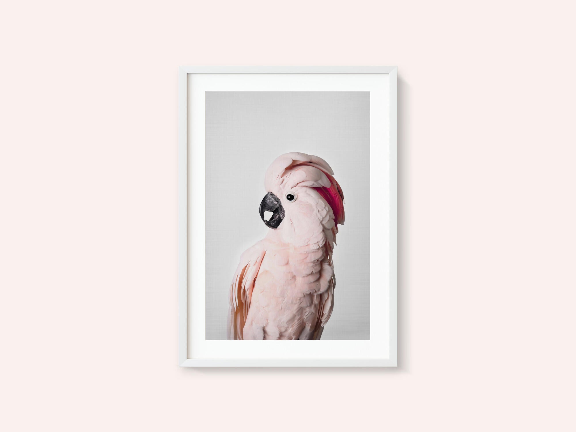 Pink Cockatoo