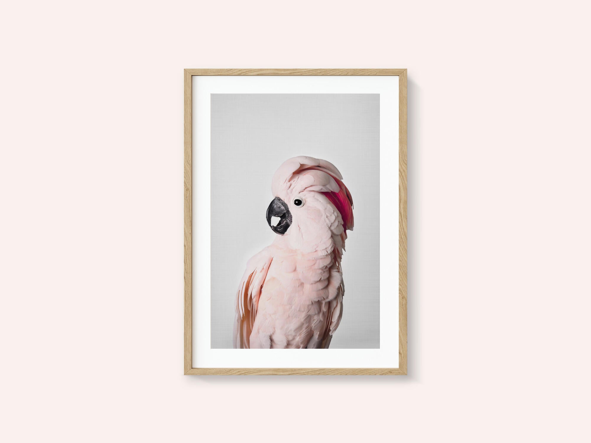 Pink Cockatoo