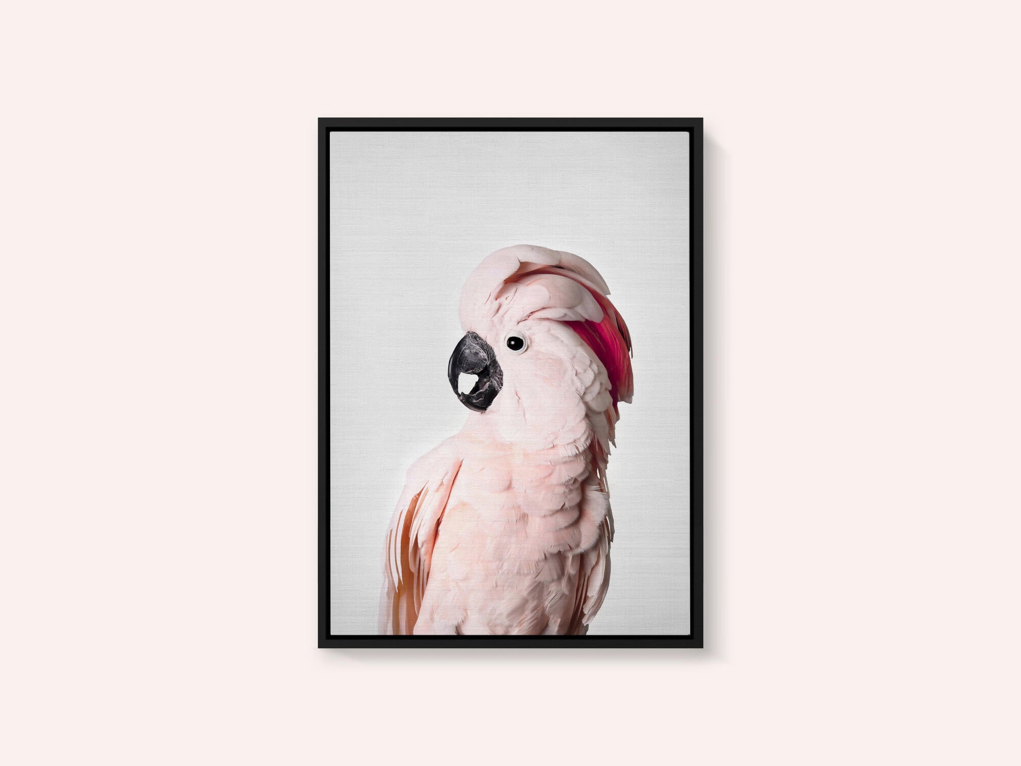 Pink Cockatoo