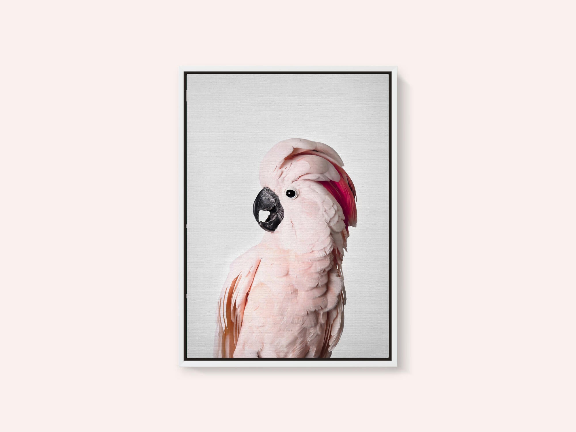 Pink Cockatoo