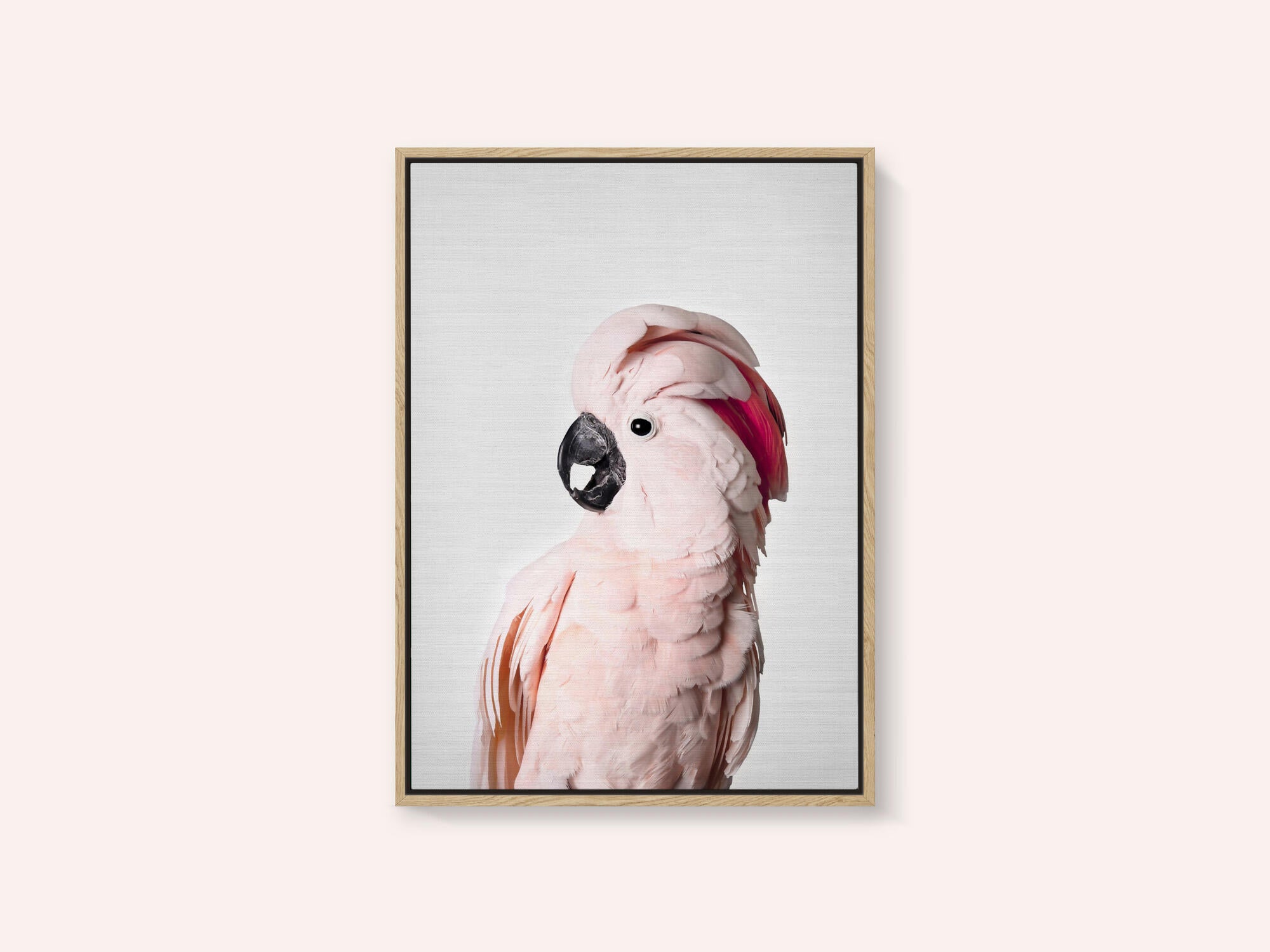 Pink Cockatoo