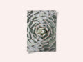 Spiral Succulent Maze