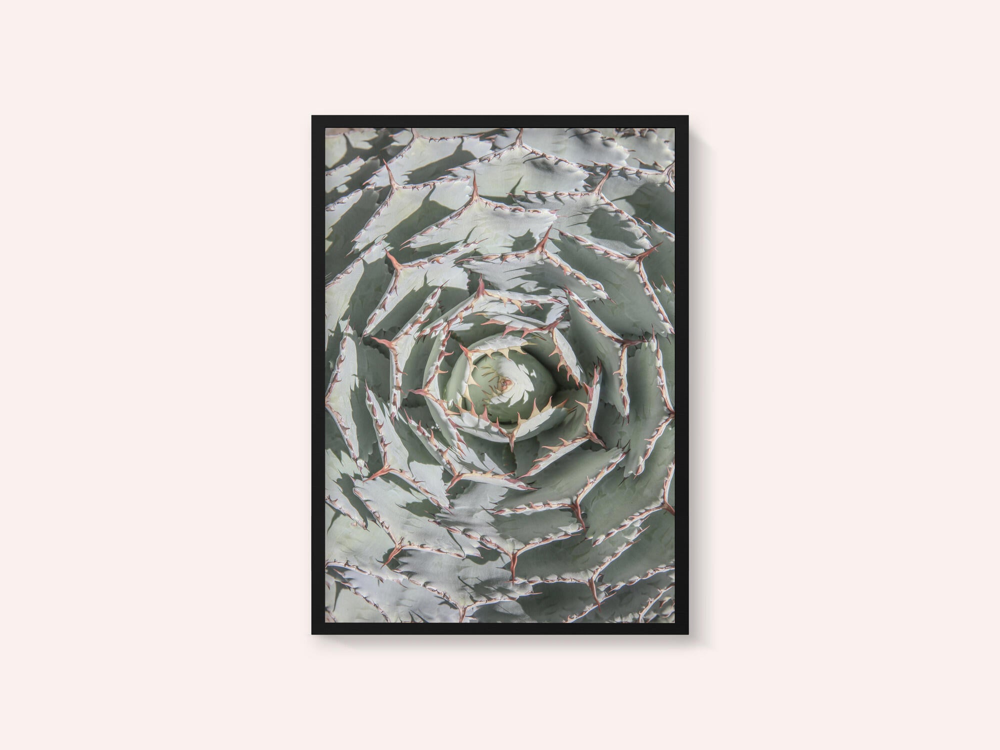 Spiral Succulent Maze