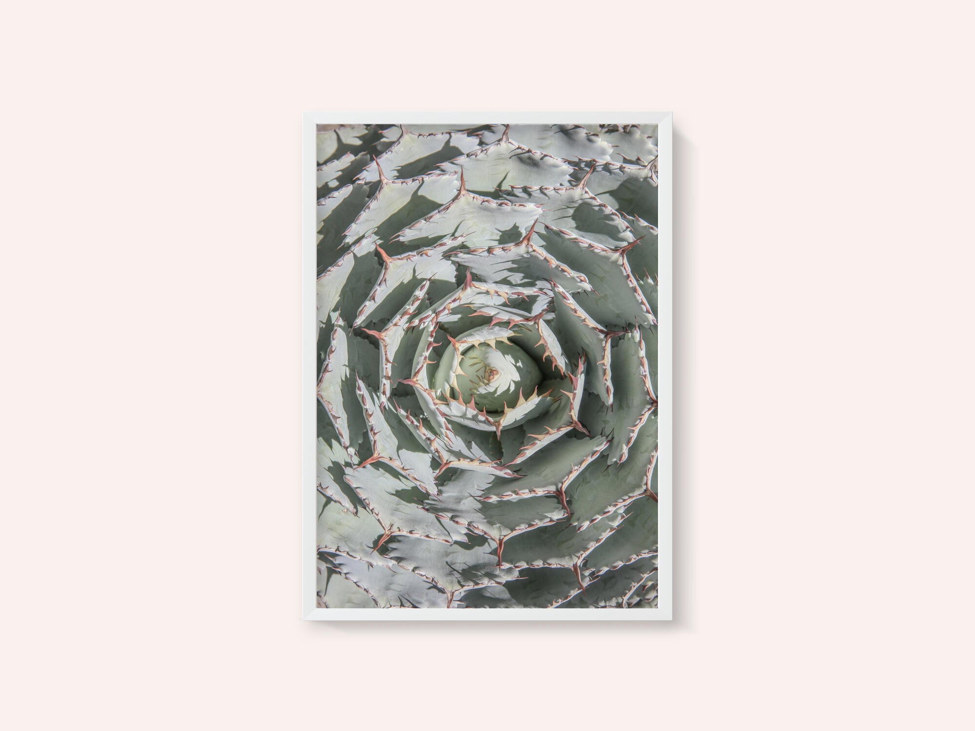 Spiral Succulent Maze