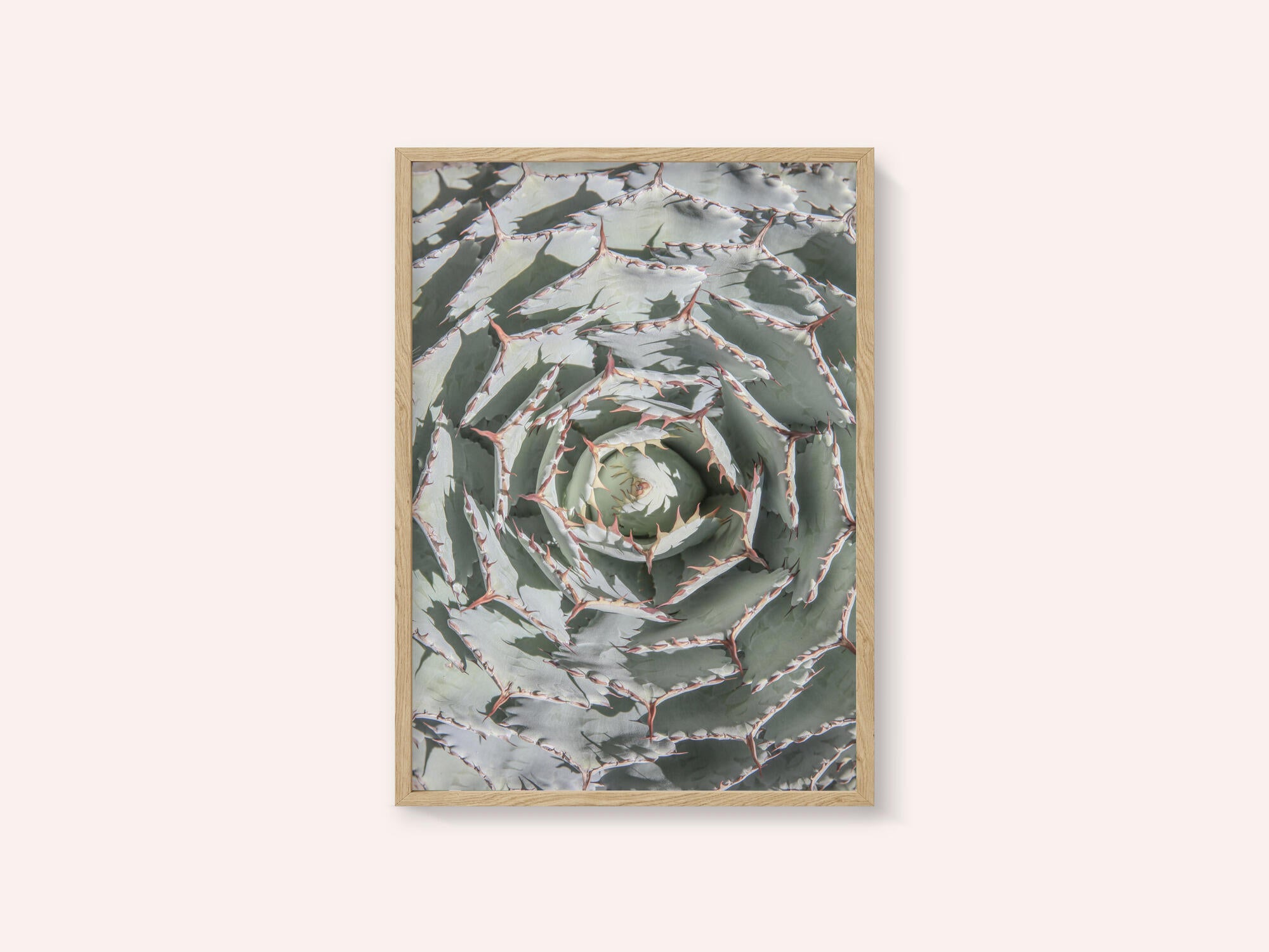 Spiral Succulent Maze