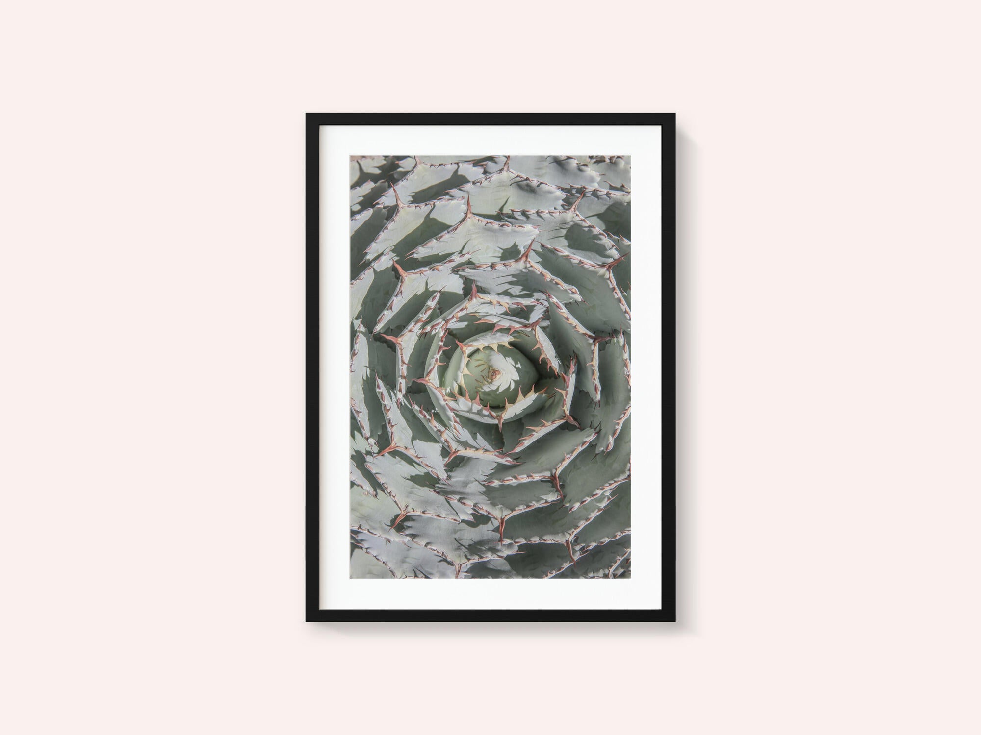 Spiral Succulent Maze
