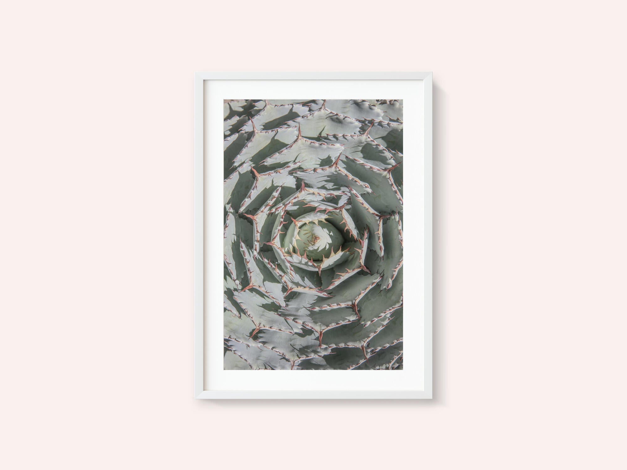 Spiral Succulent Maze