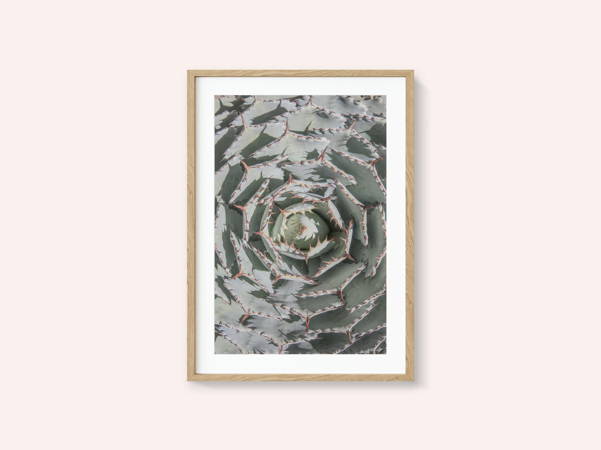Spiral Succulent Maze