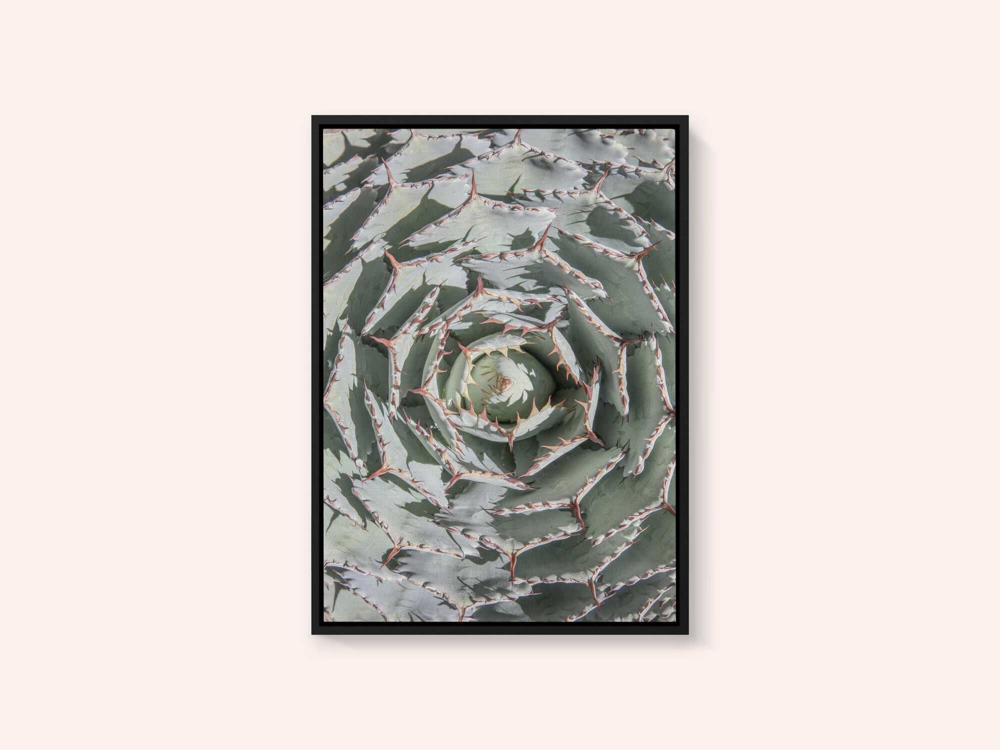 Spiral Succulent Maze