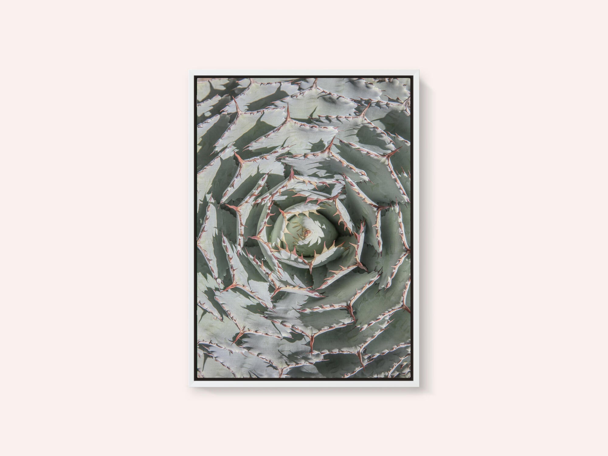 Spiral Succulent Maze