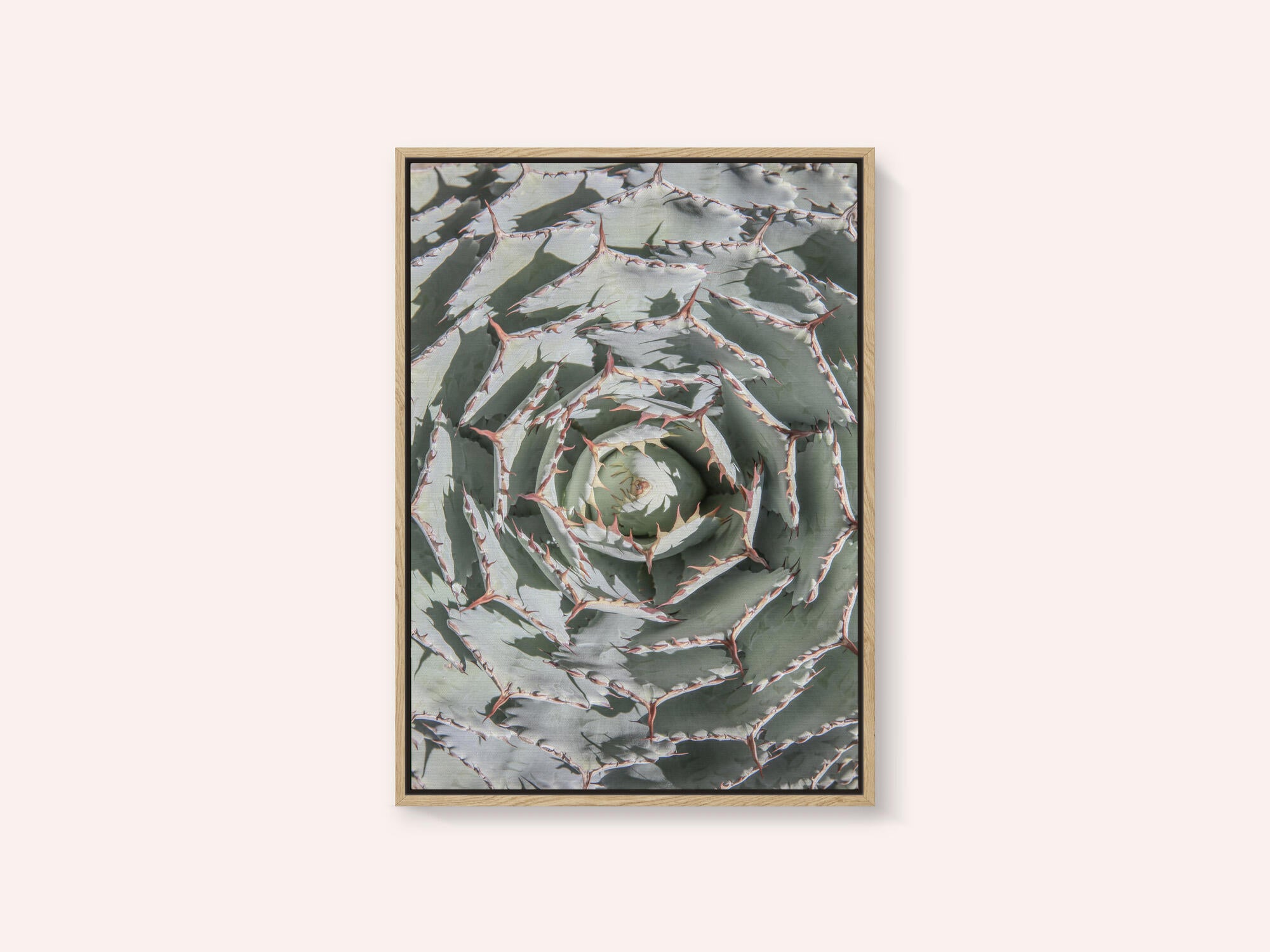 Spiral Succulent Maze