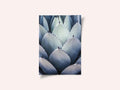 Agave Geometry