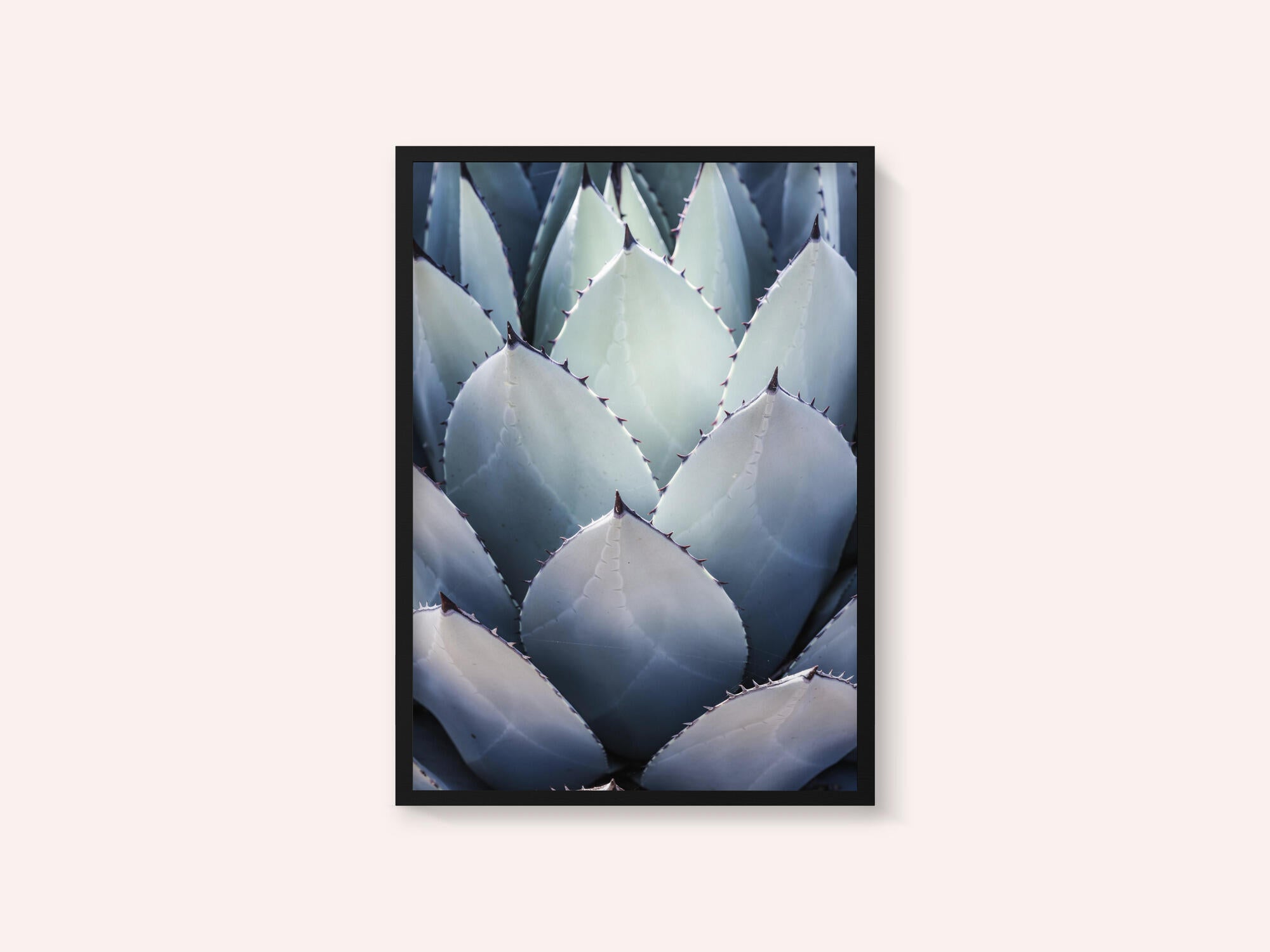 Agave Geometry