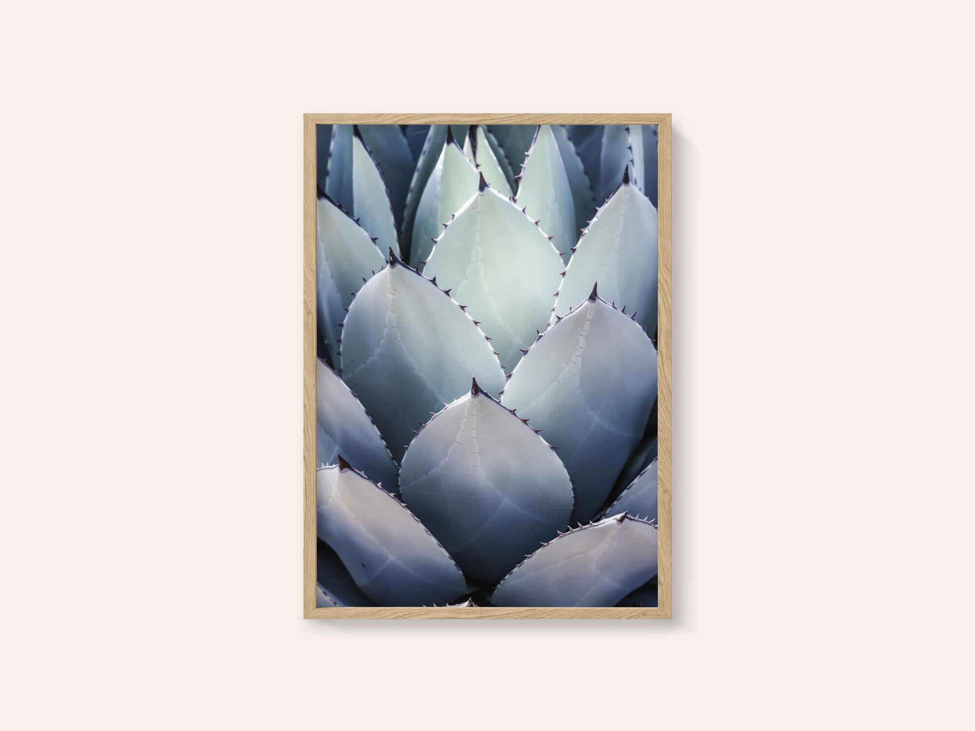 Agave Geometry