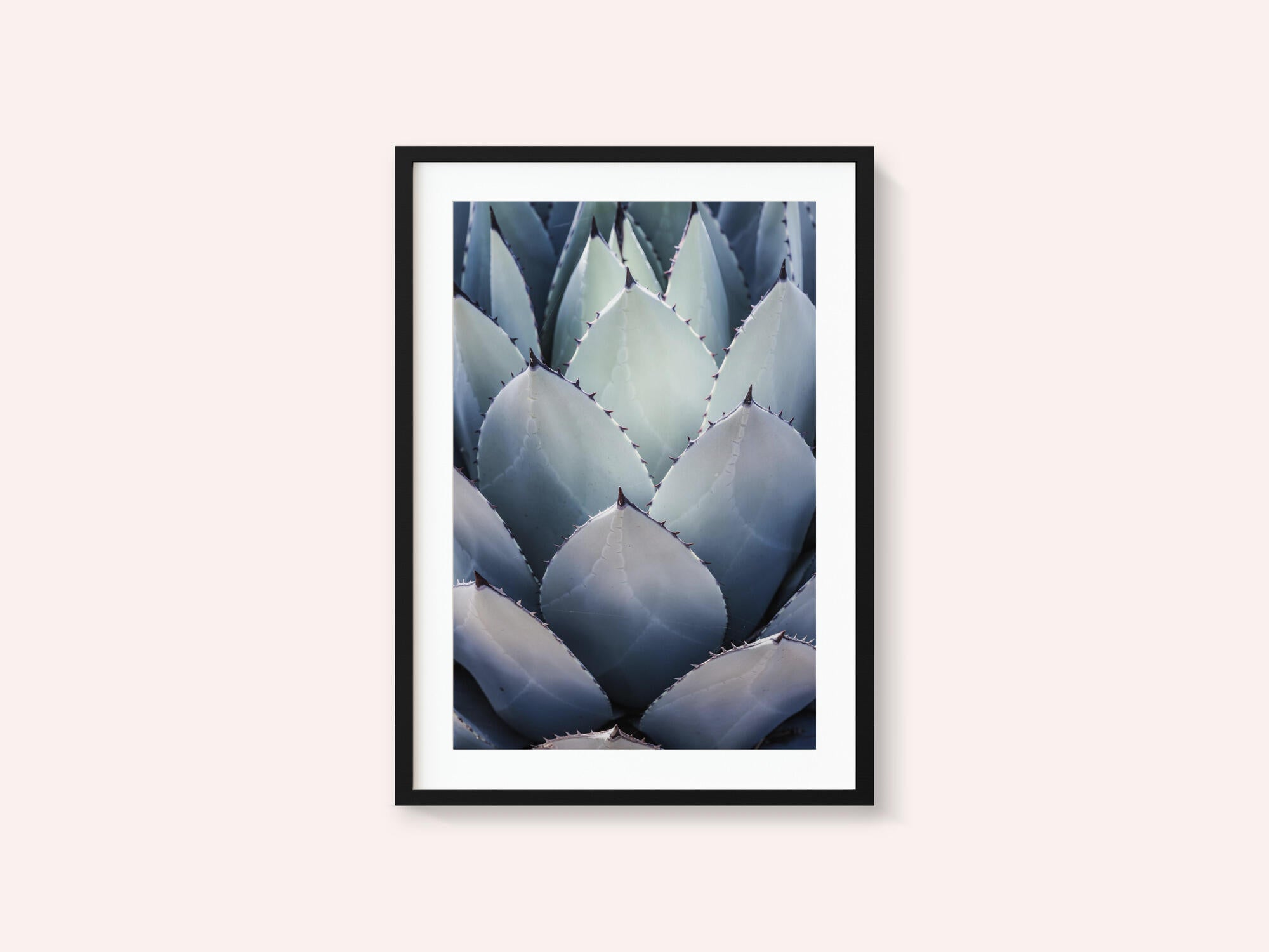 Agave Geometry