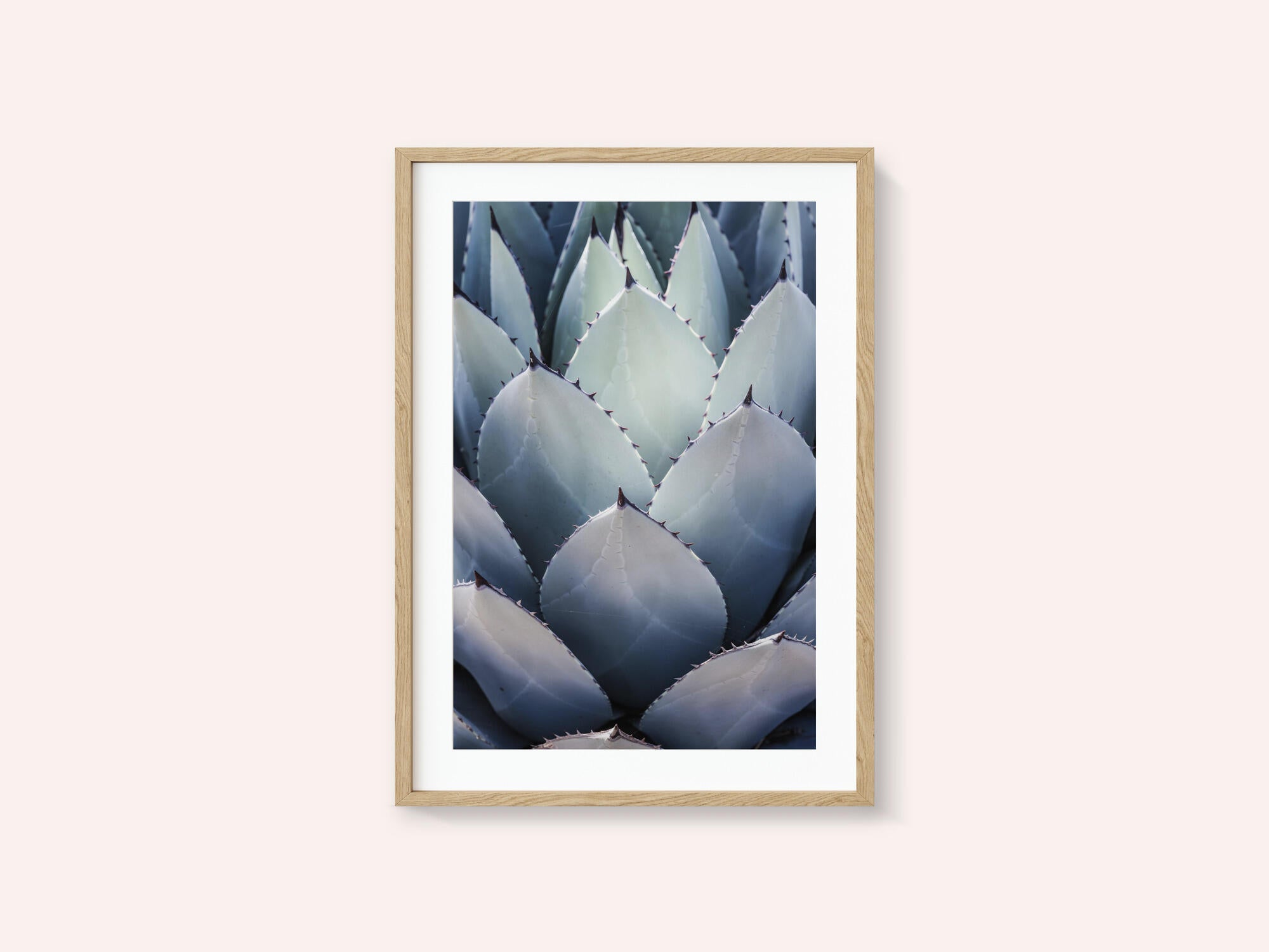 Agave Geometry